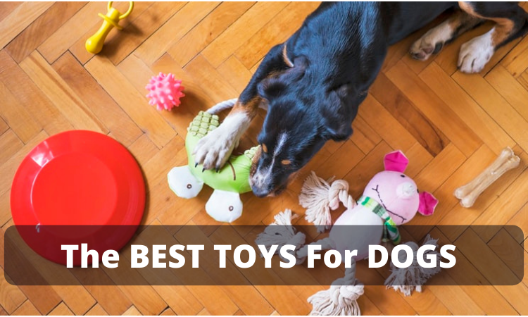 The BEST TOYS For DOGS 2021 The BEST TOYS For DOGS 2021