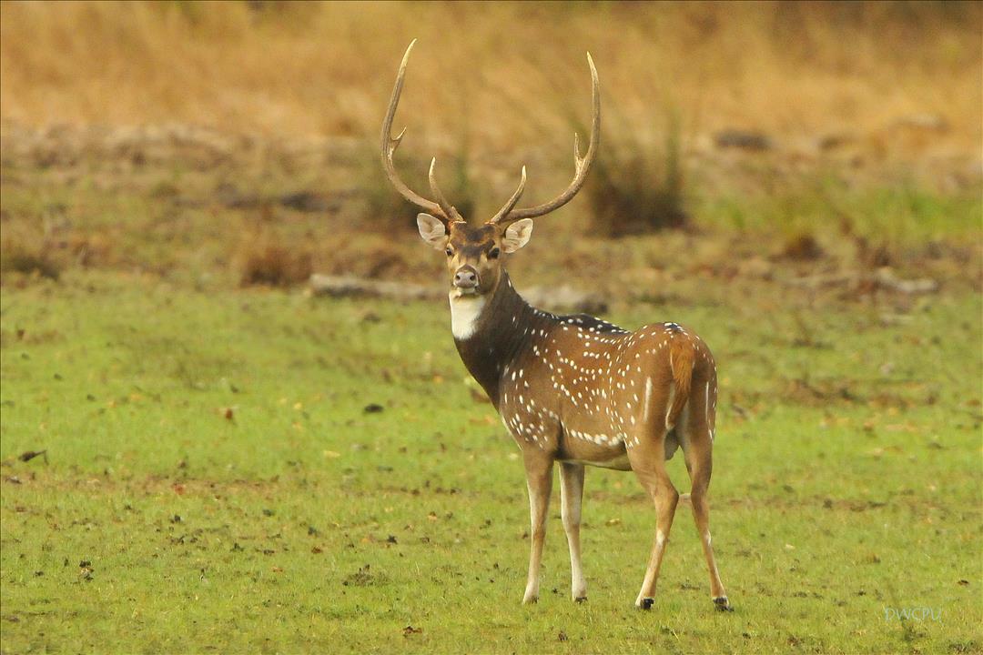 Deer