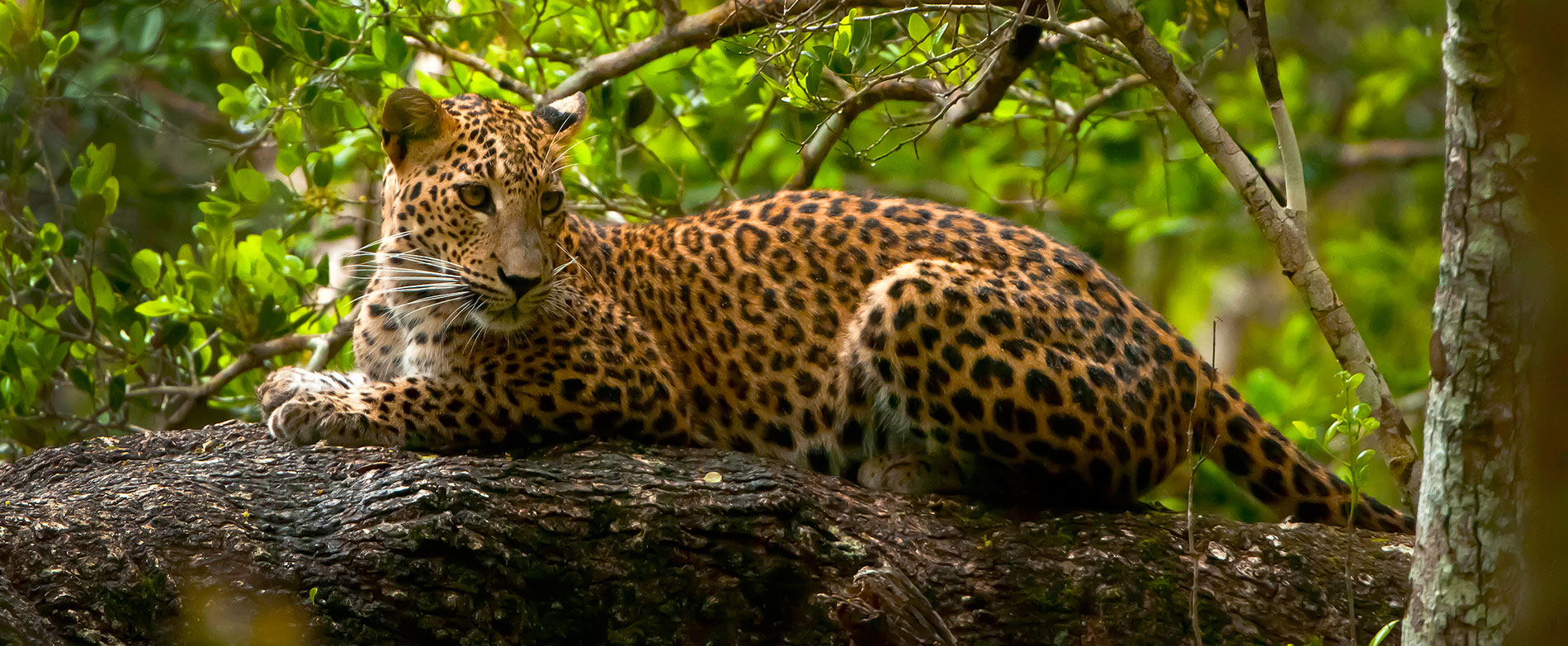 Wilpattu Leopard