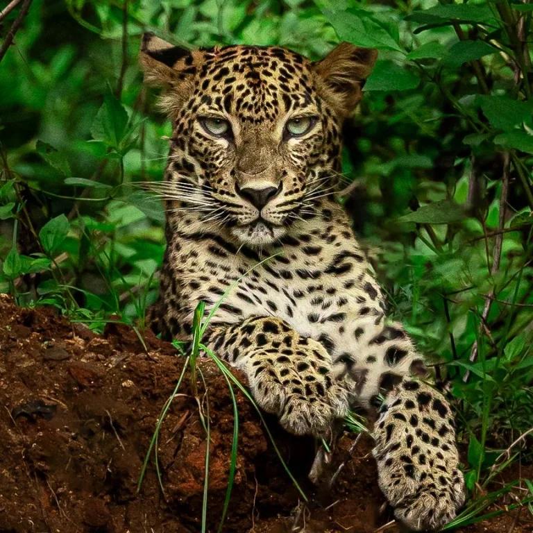 Wildlife Photography - WildLanka