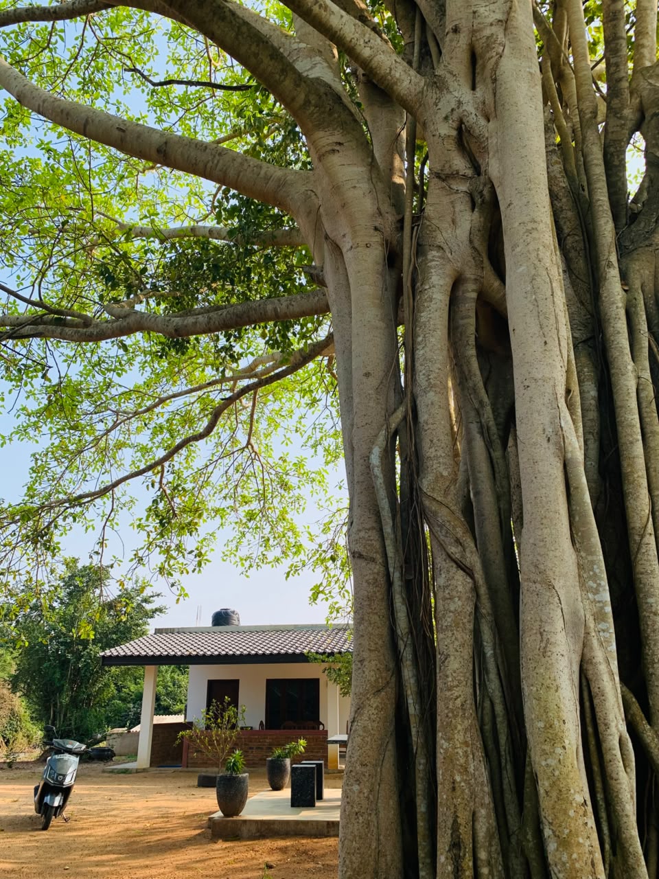 Wilpattu Nuga Lodge