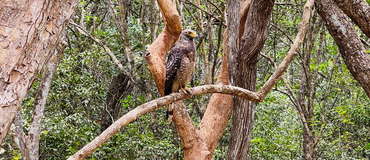 Crested serpent eagle - Wilpattu National Park