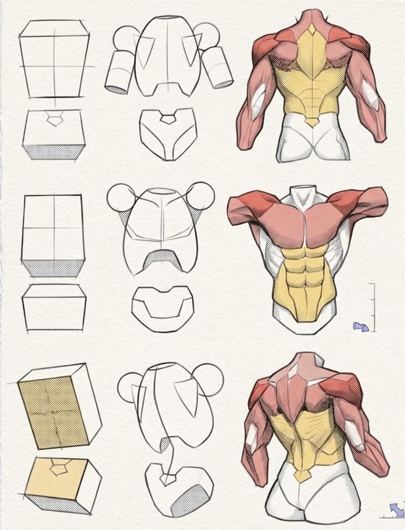 Anatomie manga