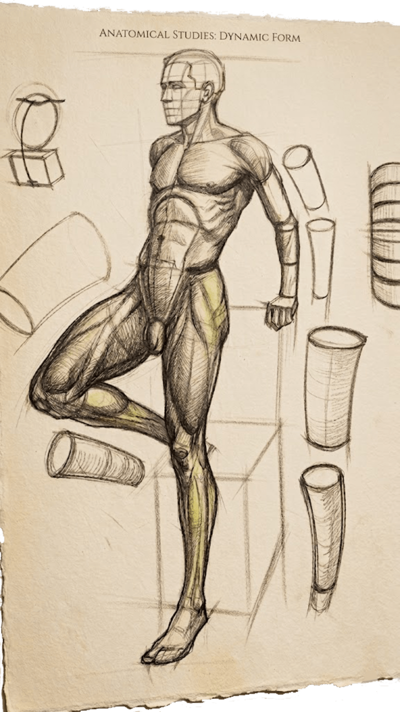 Anatomie