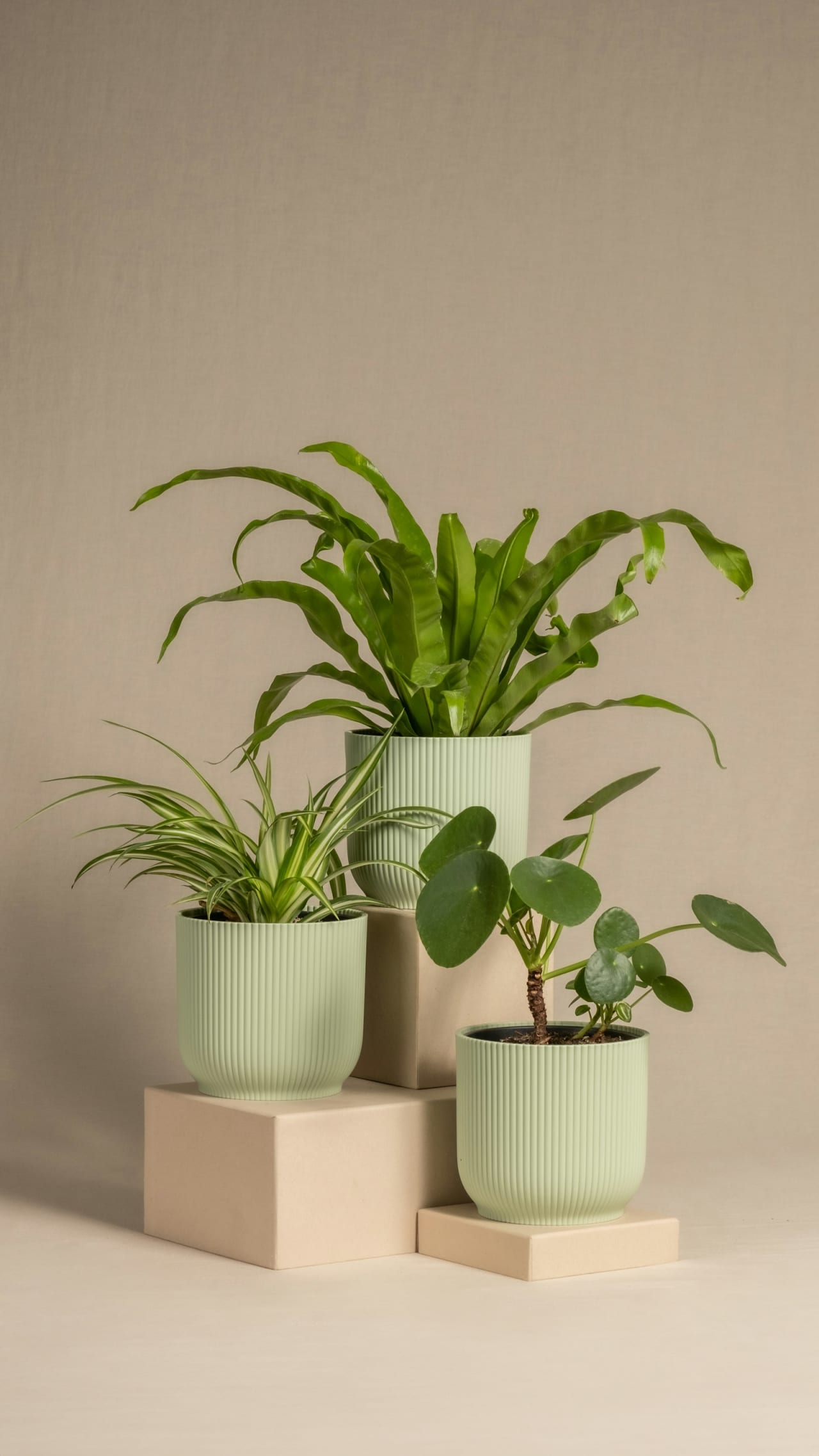 Caja regalo Rincón verde — foto 1