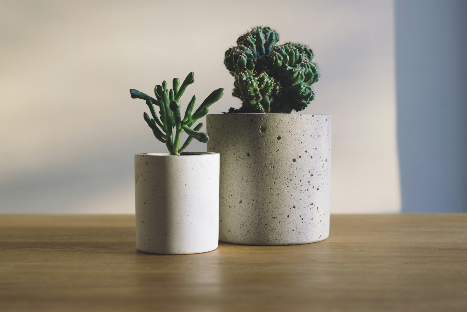 Brote & Barro — foto 2