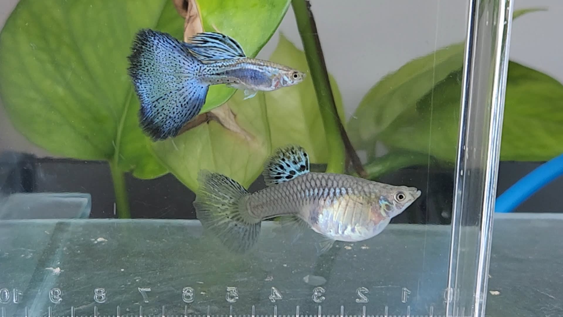ASNA Tropicals - Where Passion Meets Artistry
