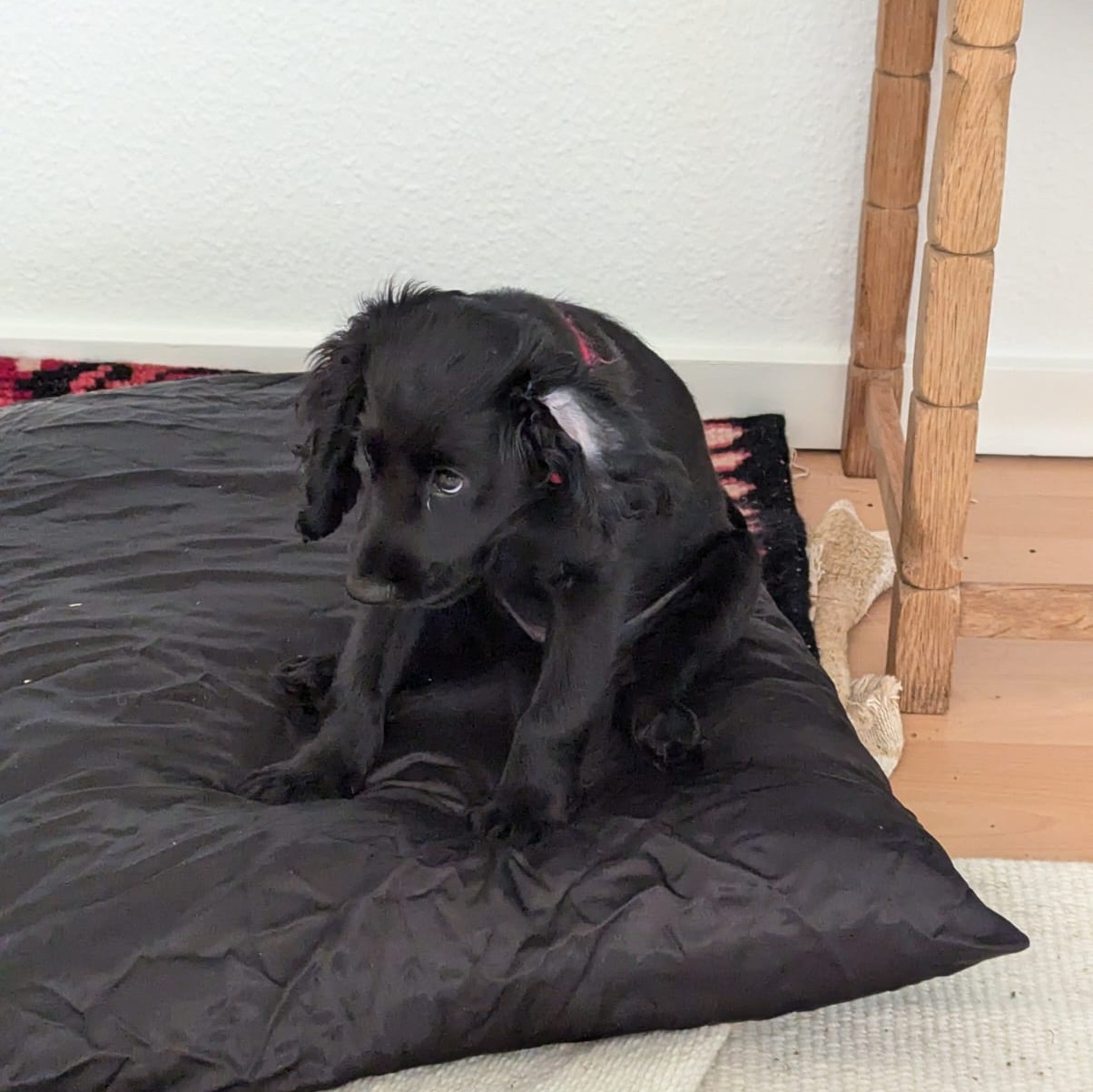 Dog 9
