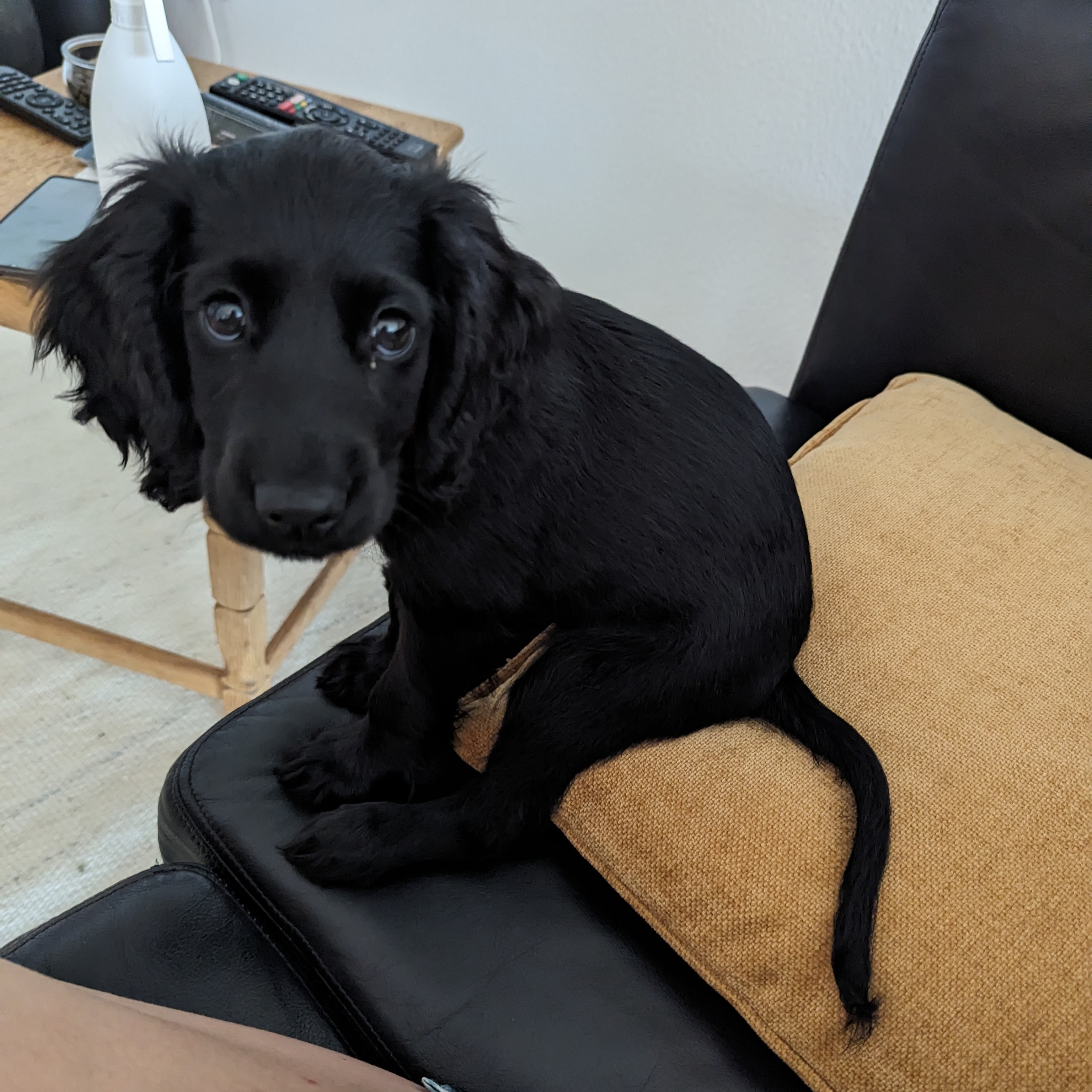 Dog 8