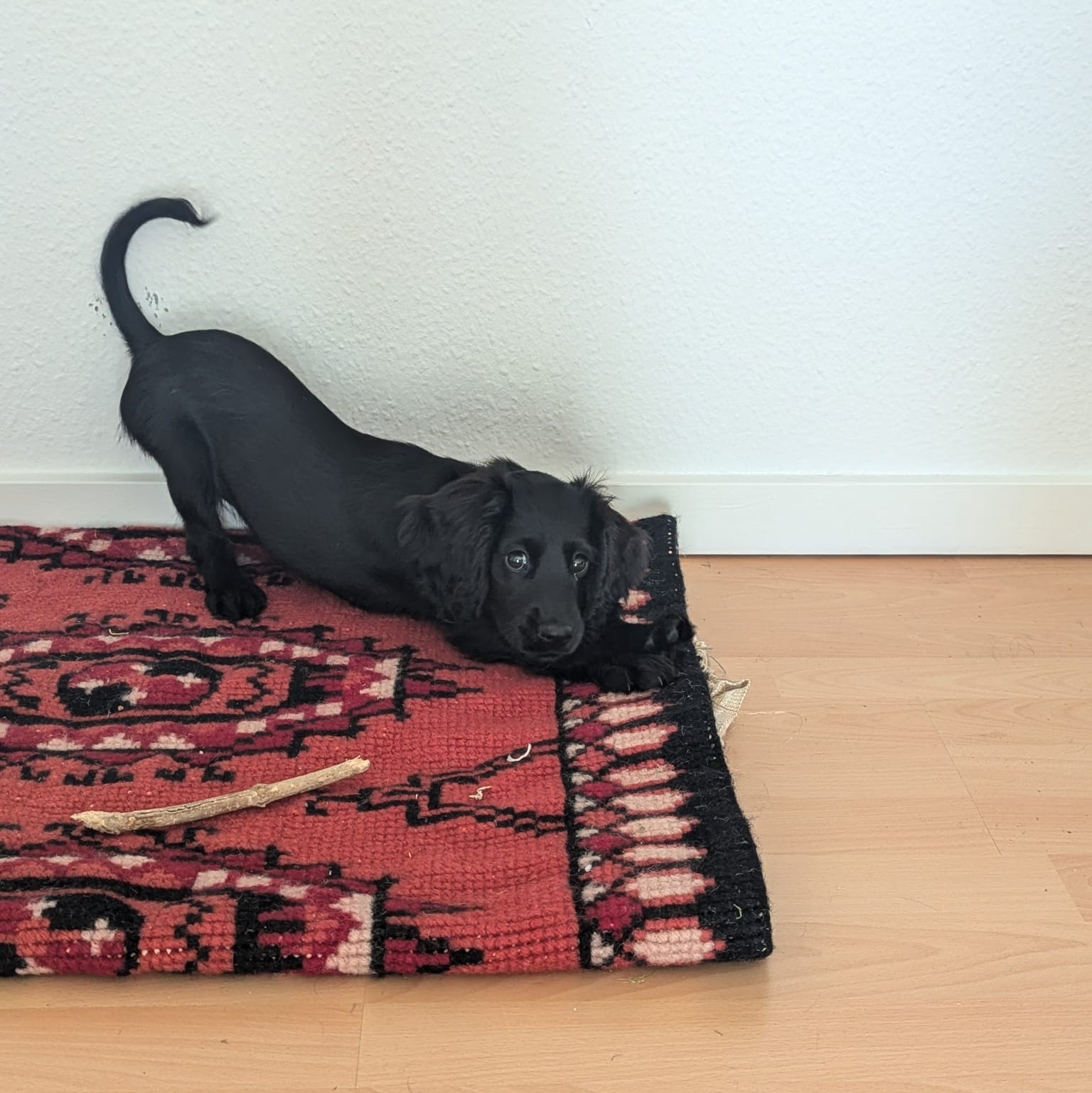 Dog 7