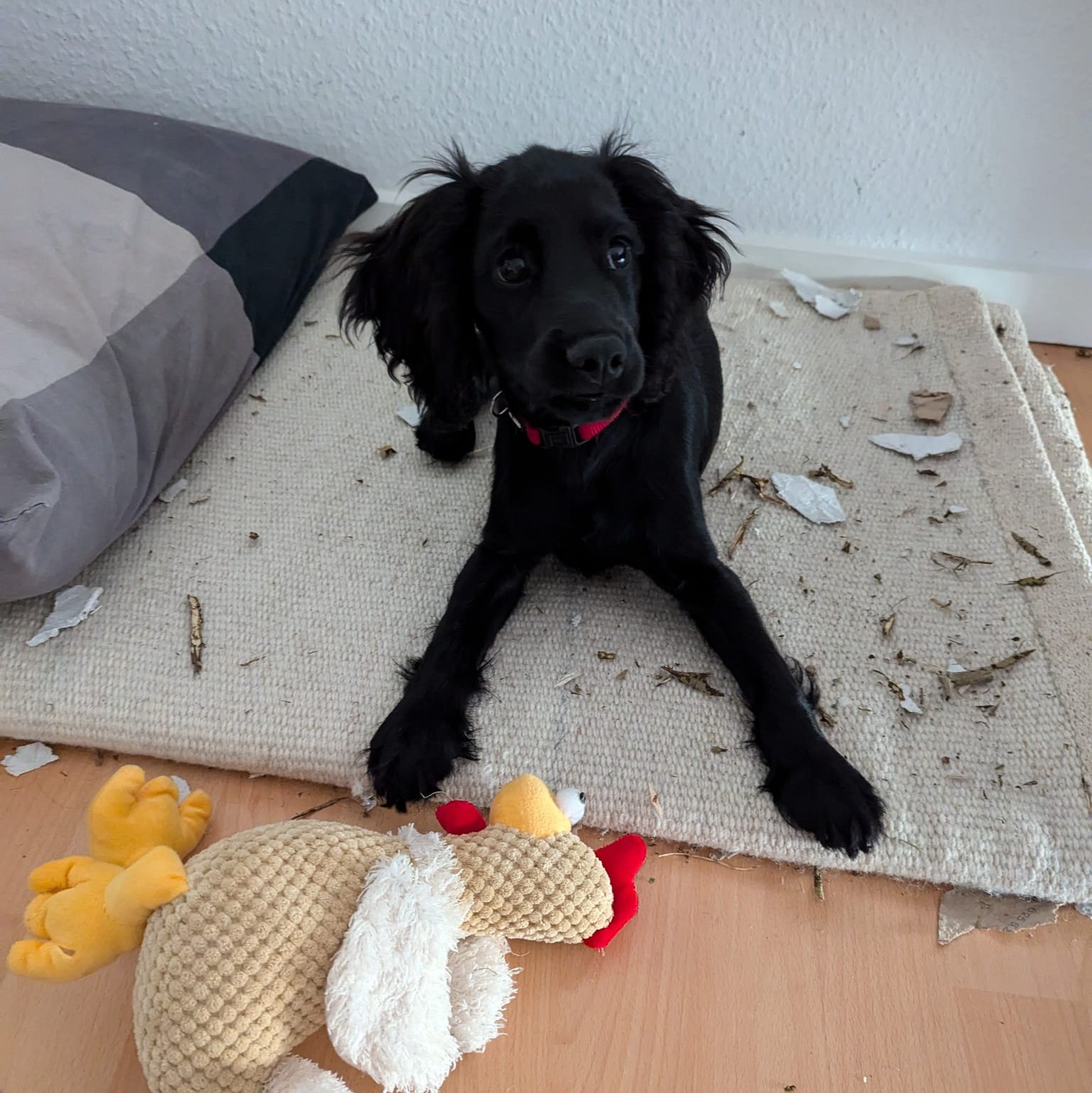 Dog 8