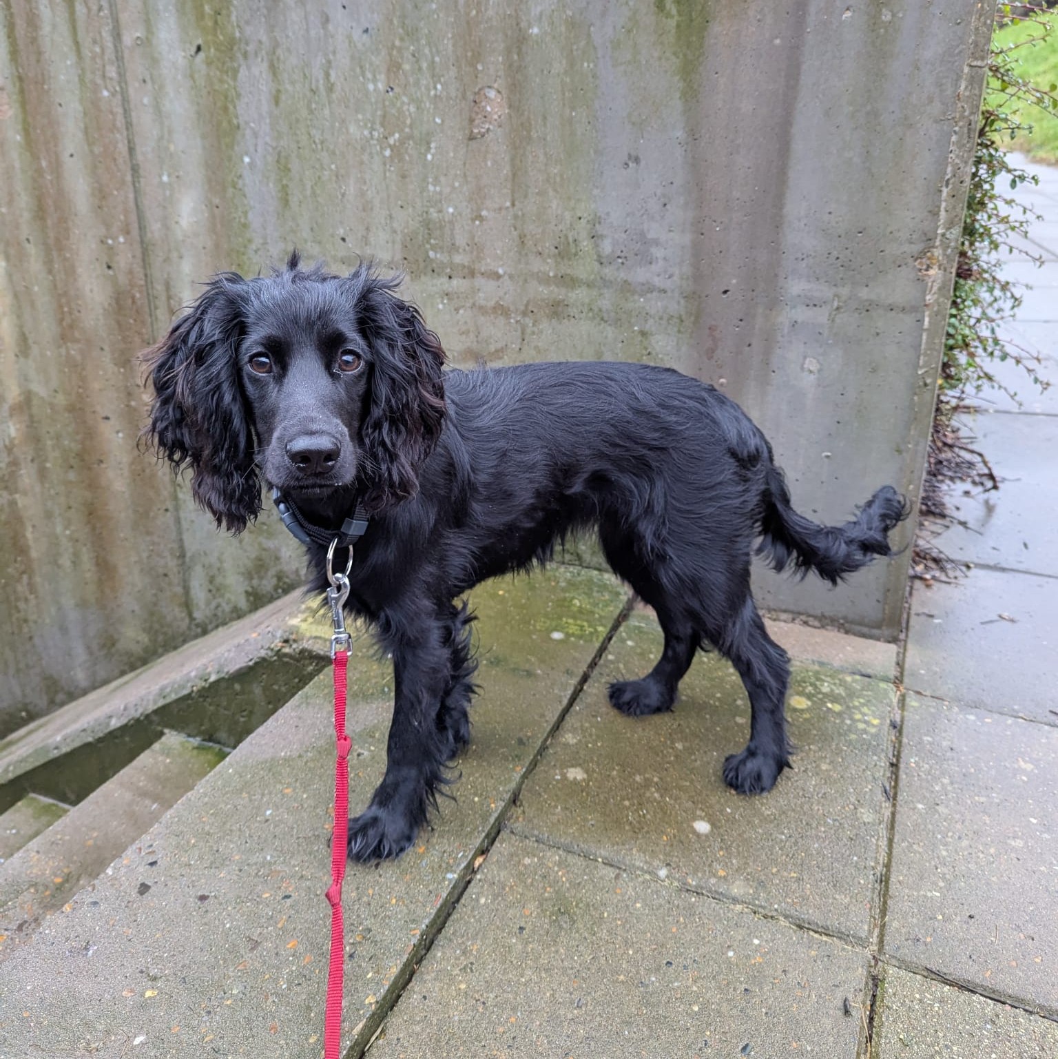 Dog 9