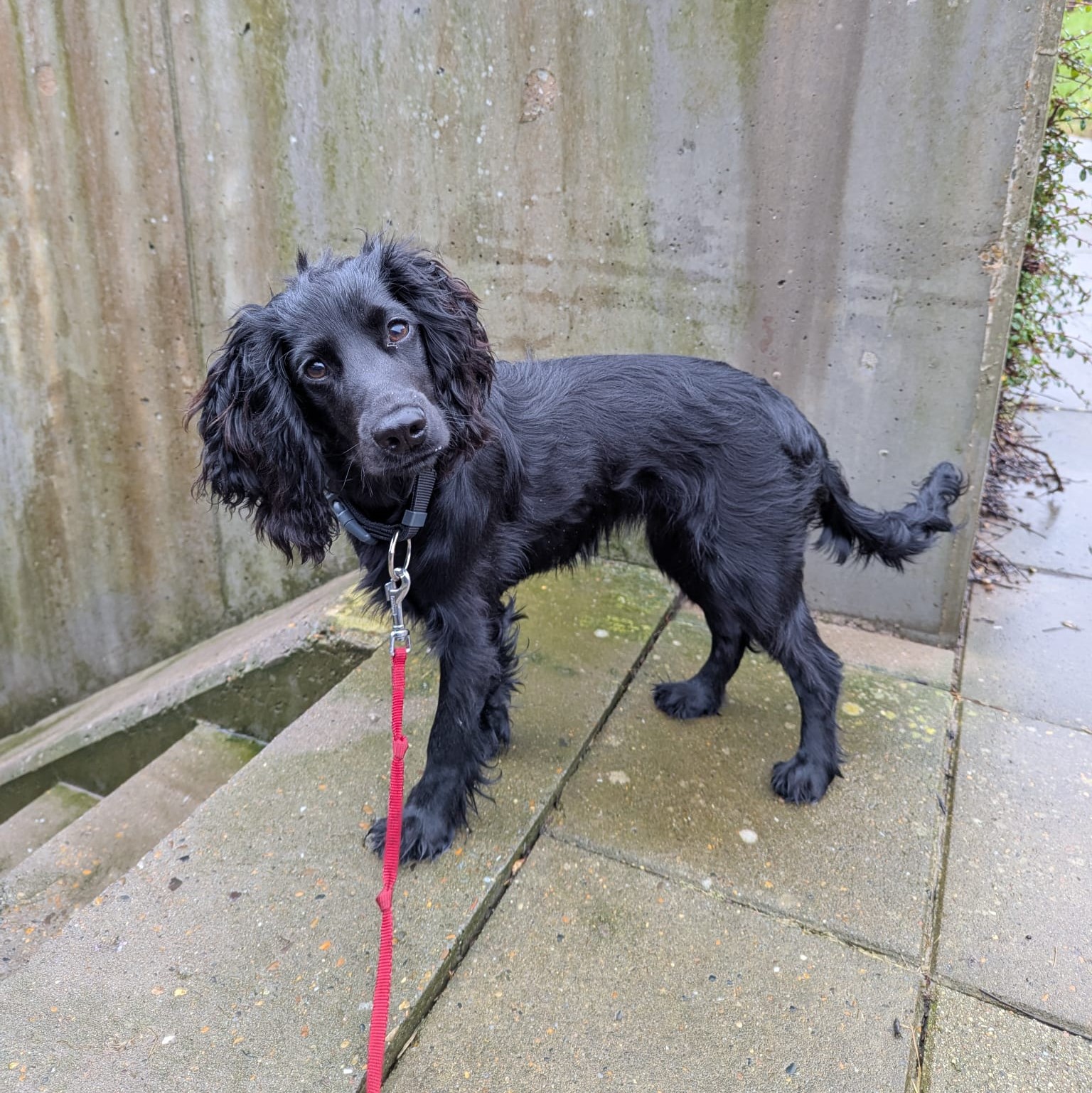 Dog 8