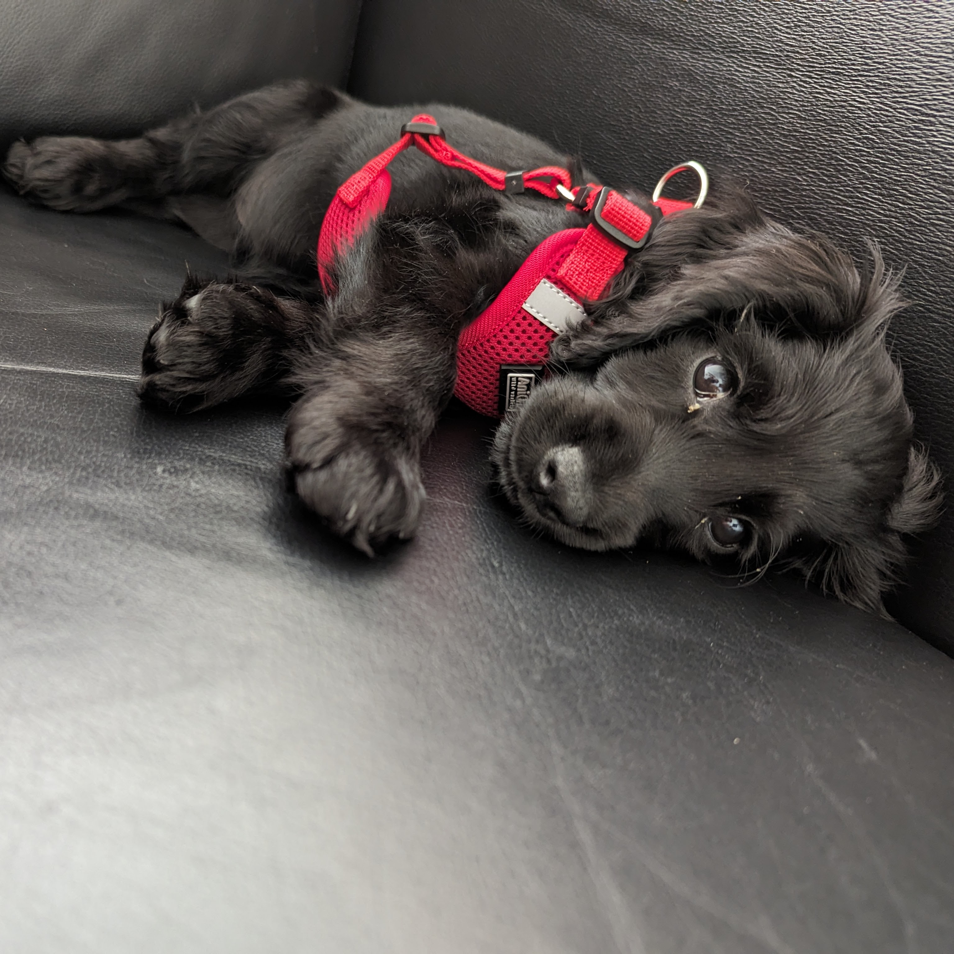 Dog 9