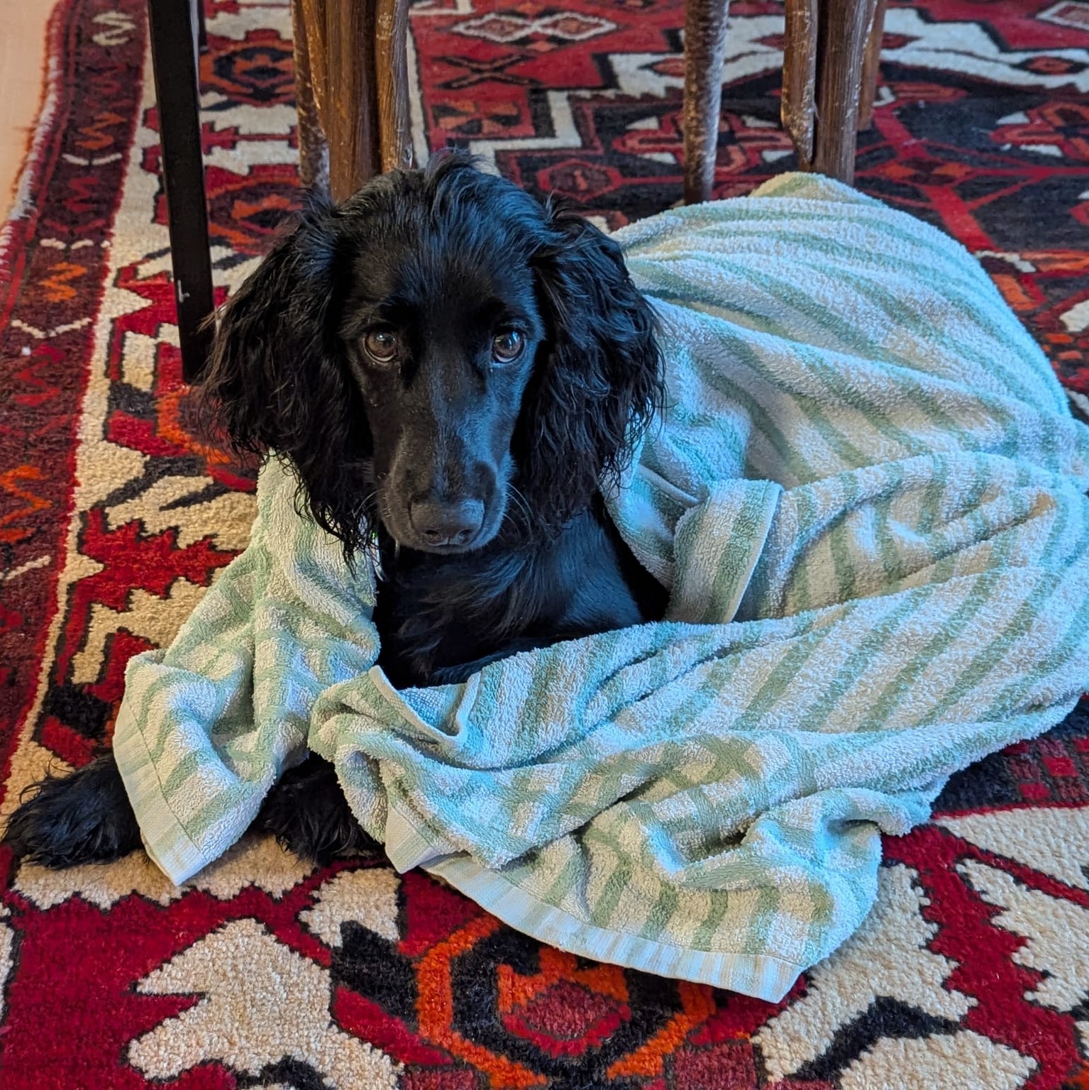 Dog 3