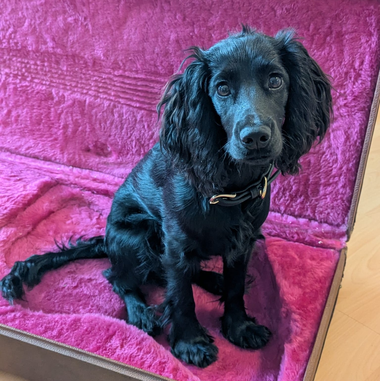 Dog 1