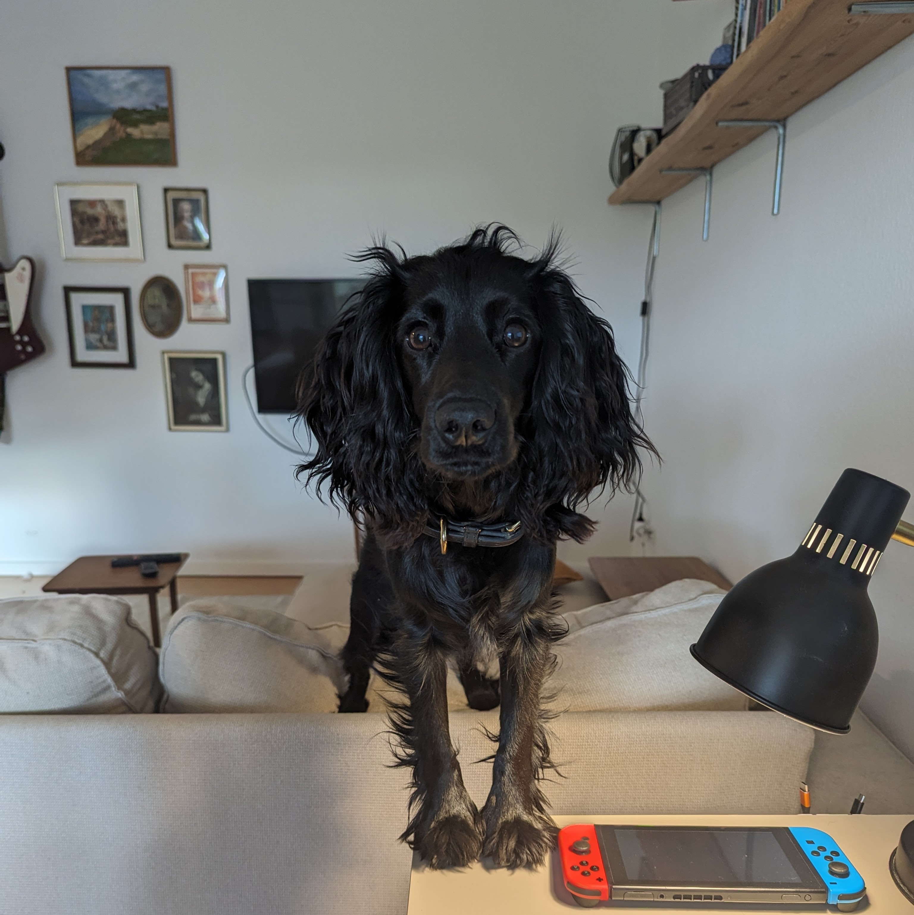 Dog 2
