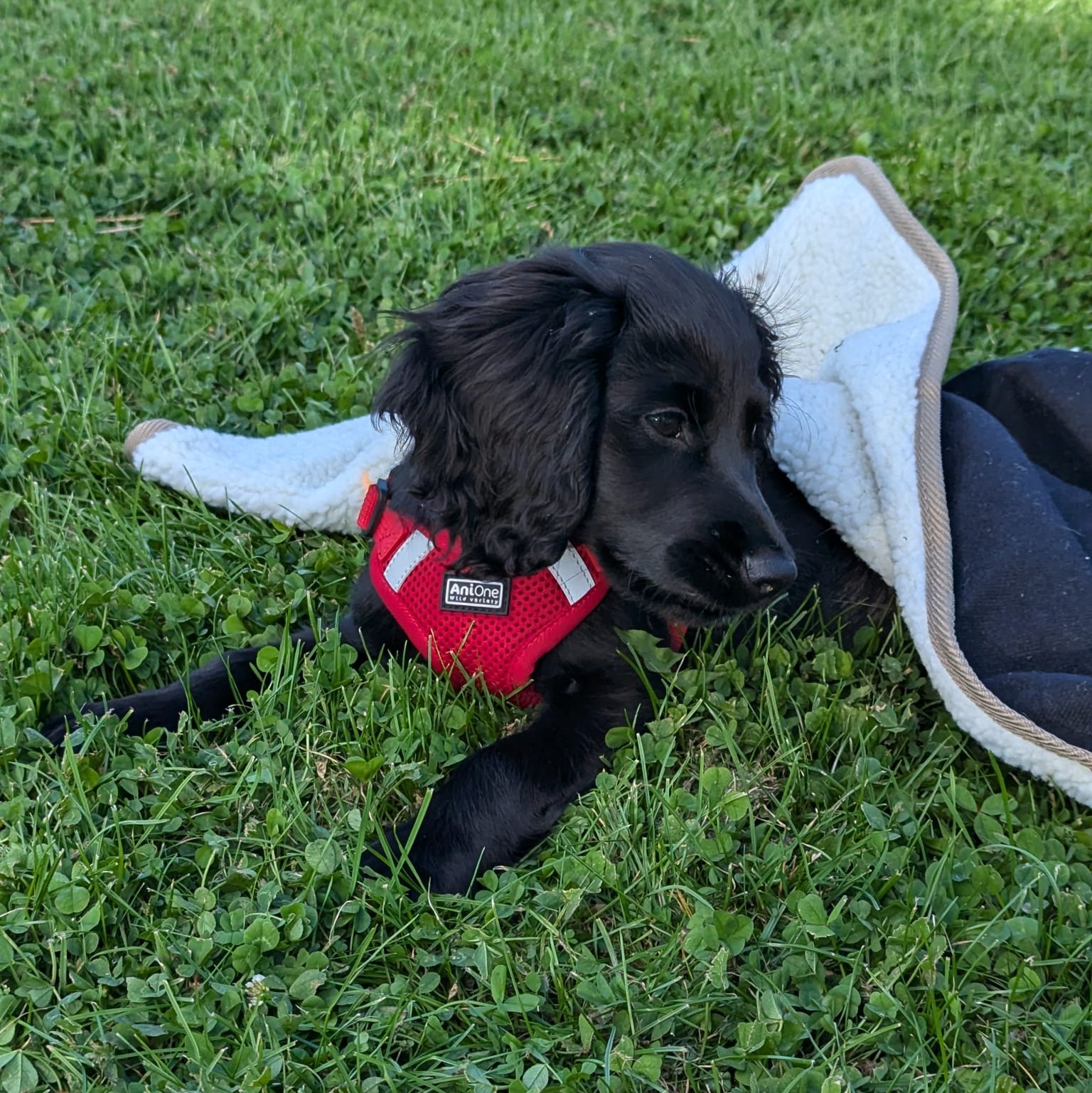 Dog 7