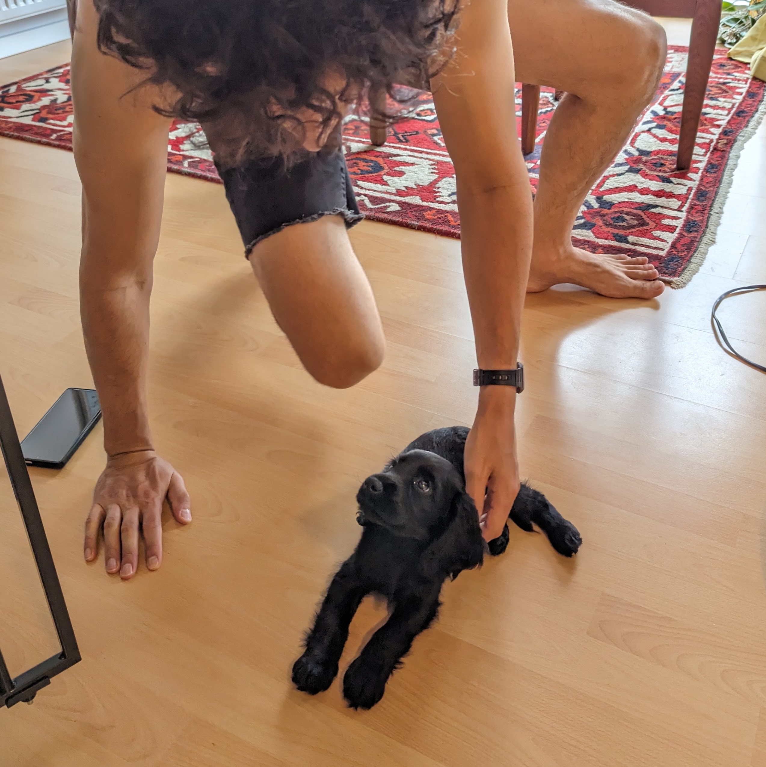 Dog 9