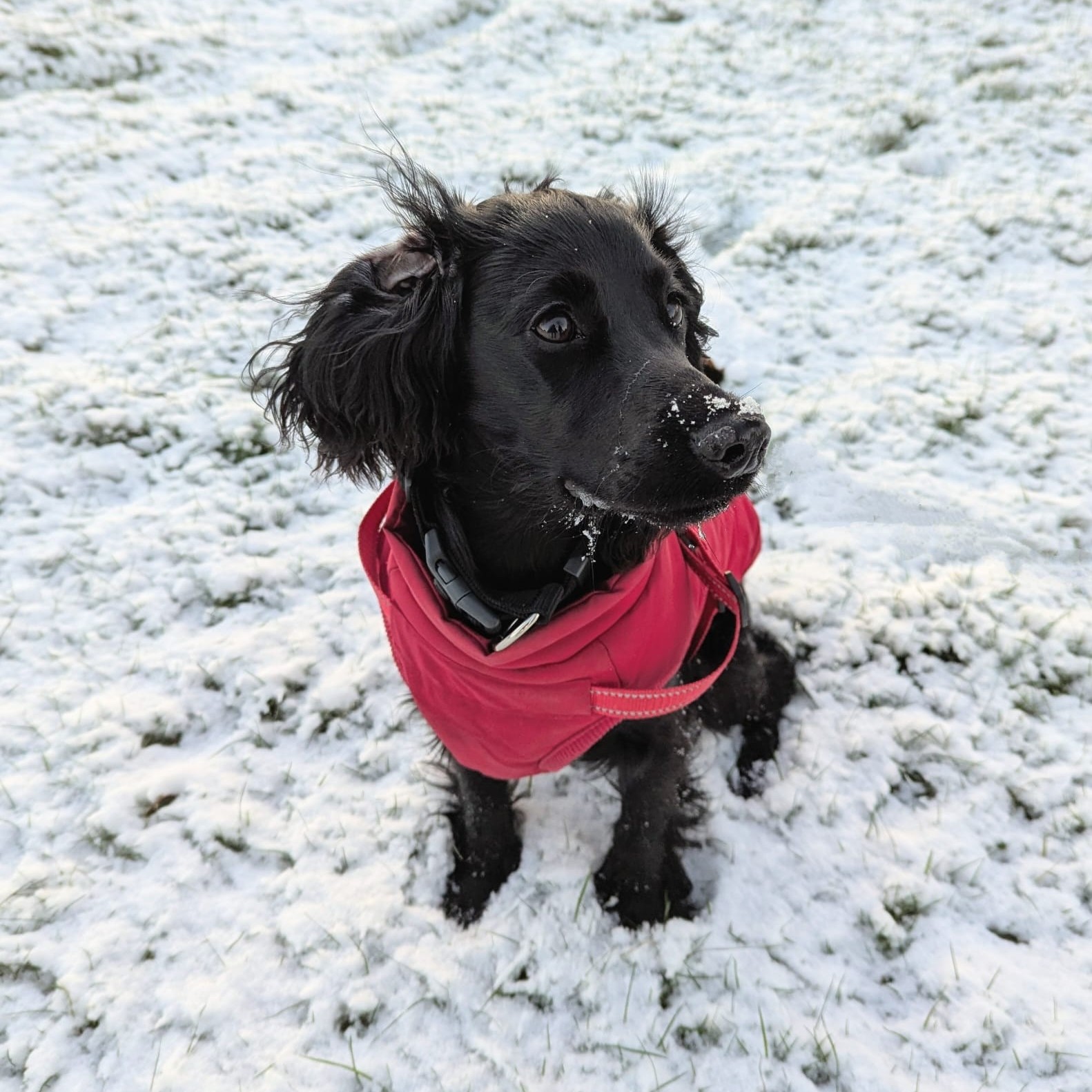 Dog 4