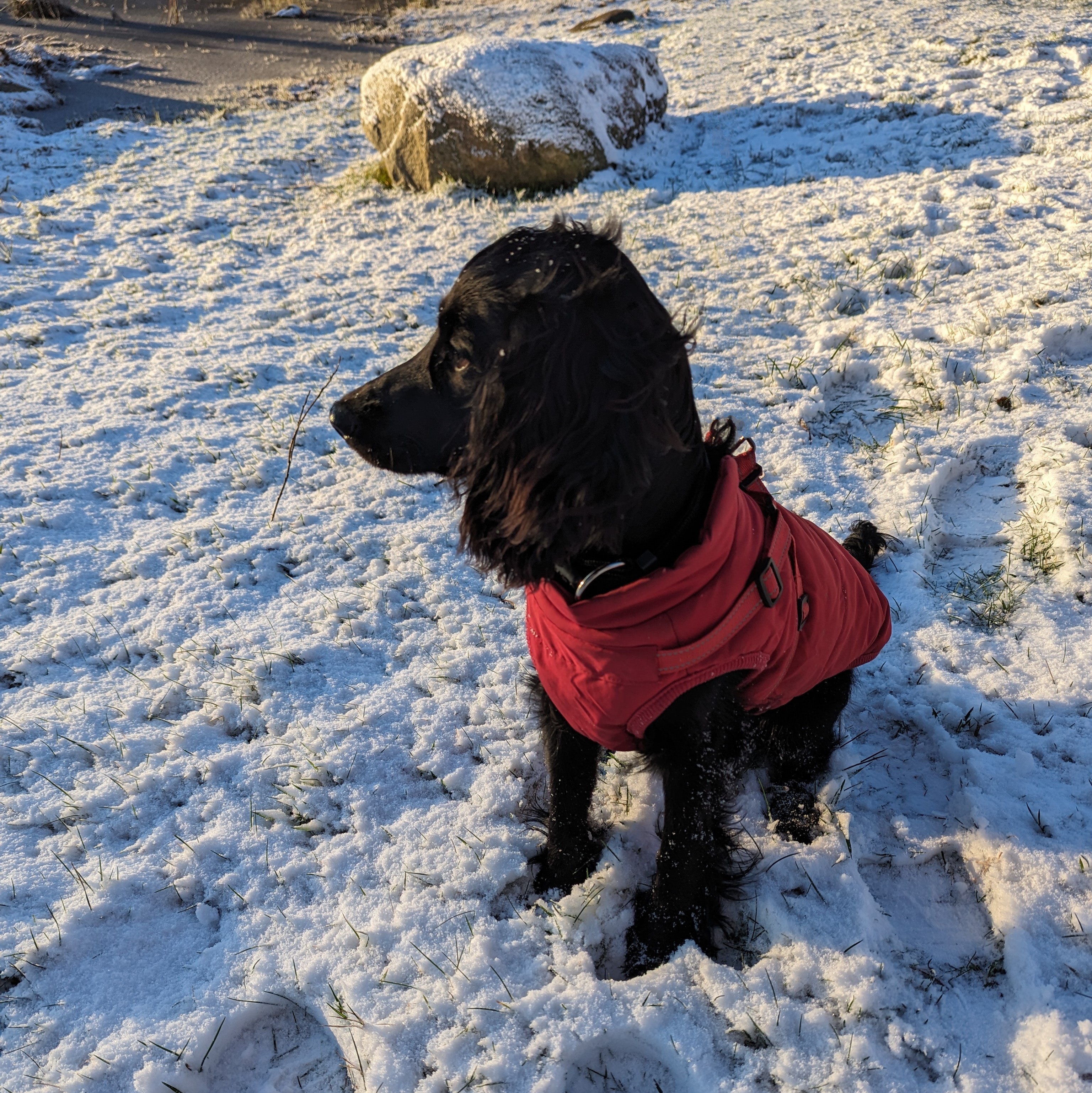 Dog 6