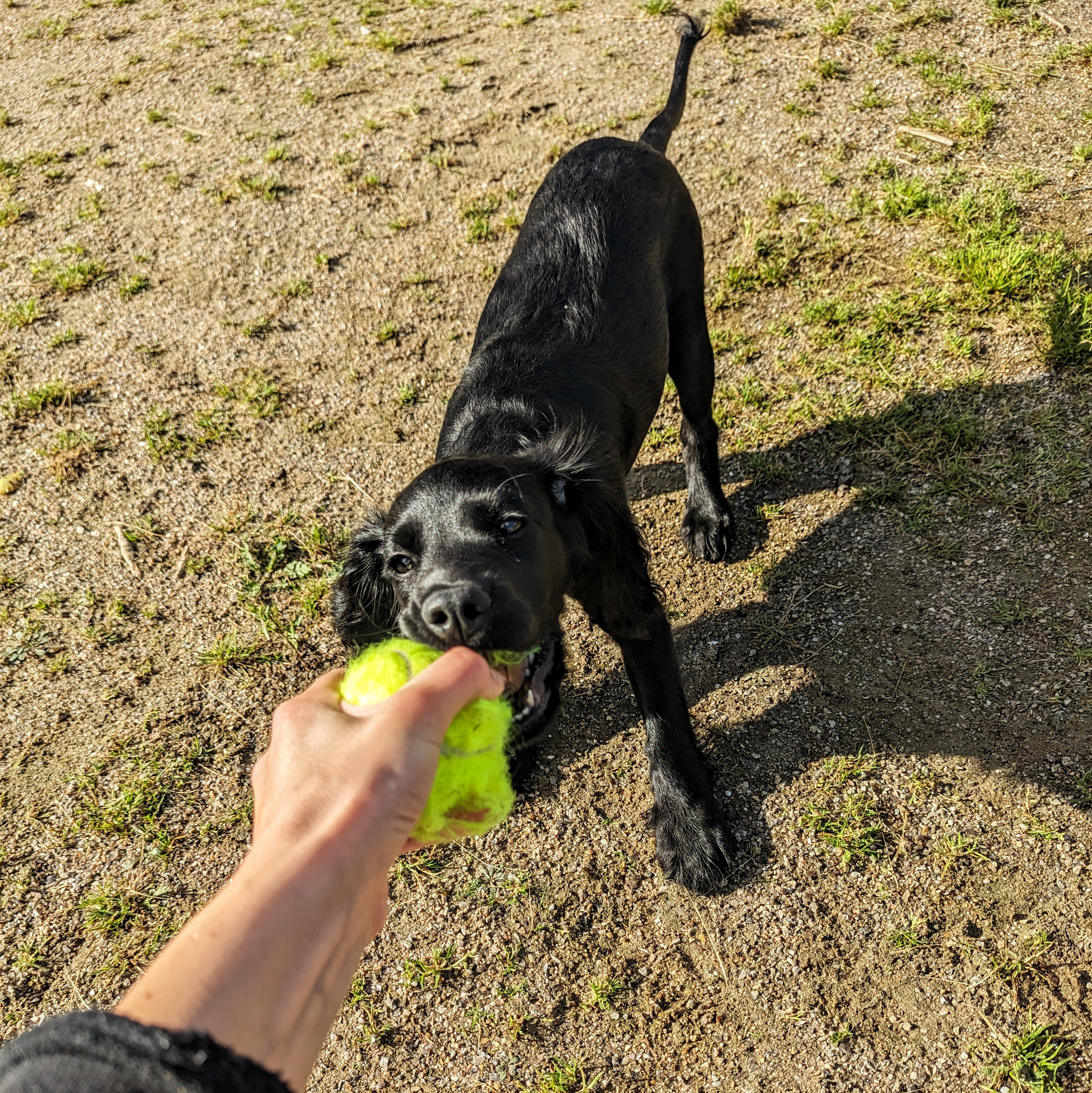 Dog 9