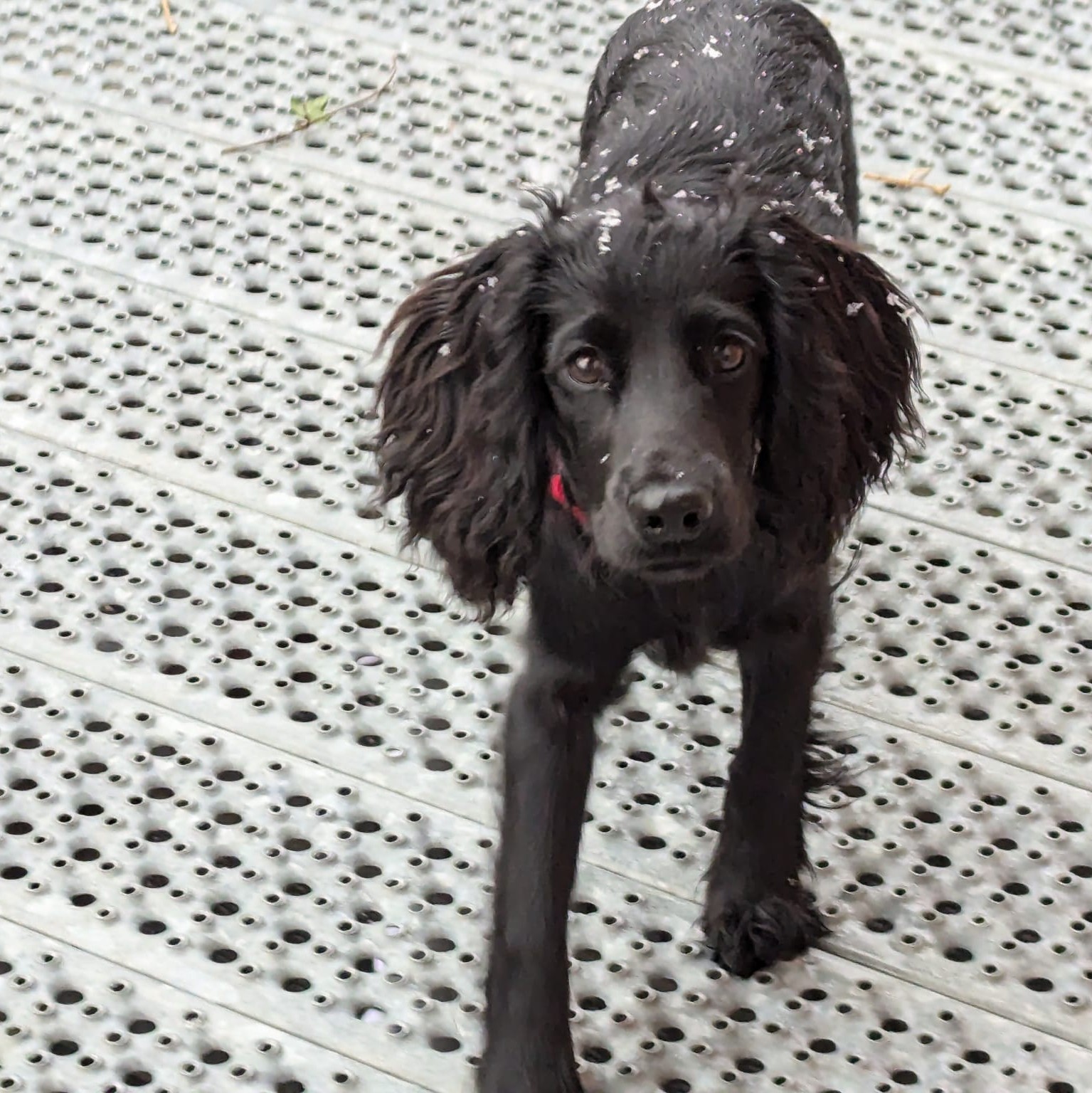 Dog 8