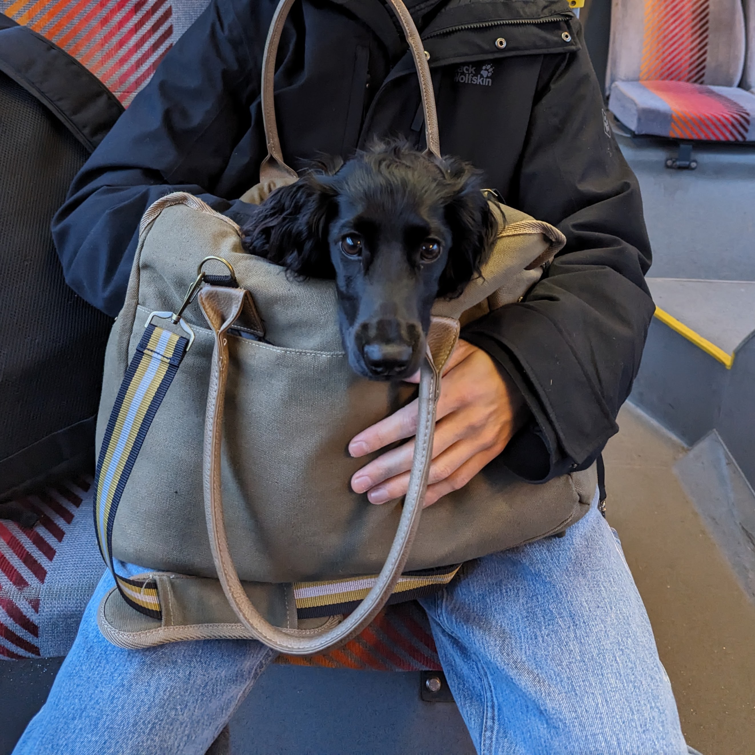 Dog 9