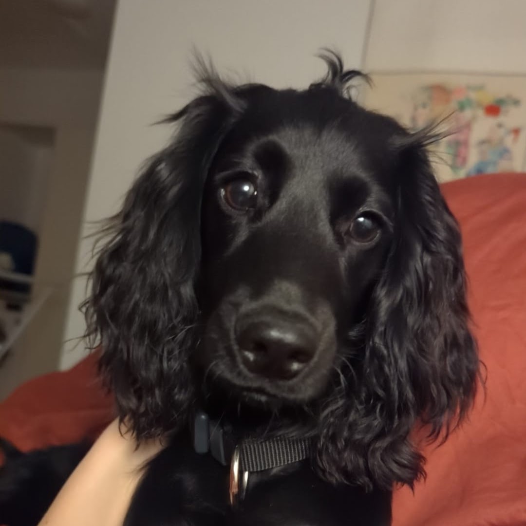 Dog 9
