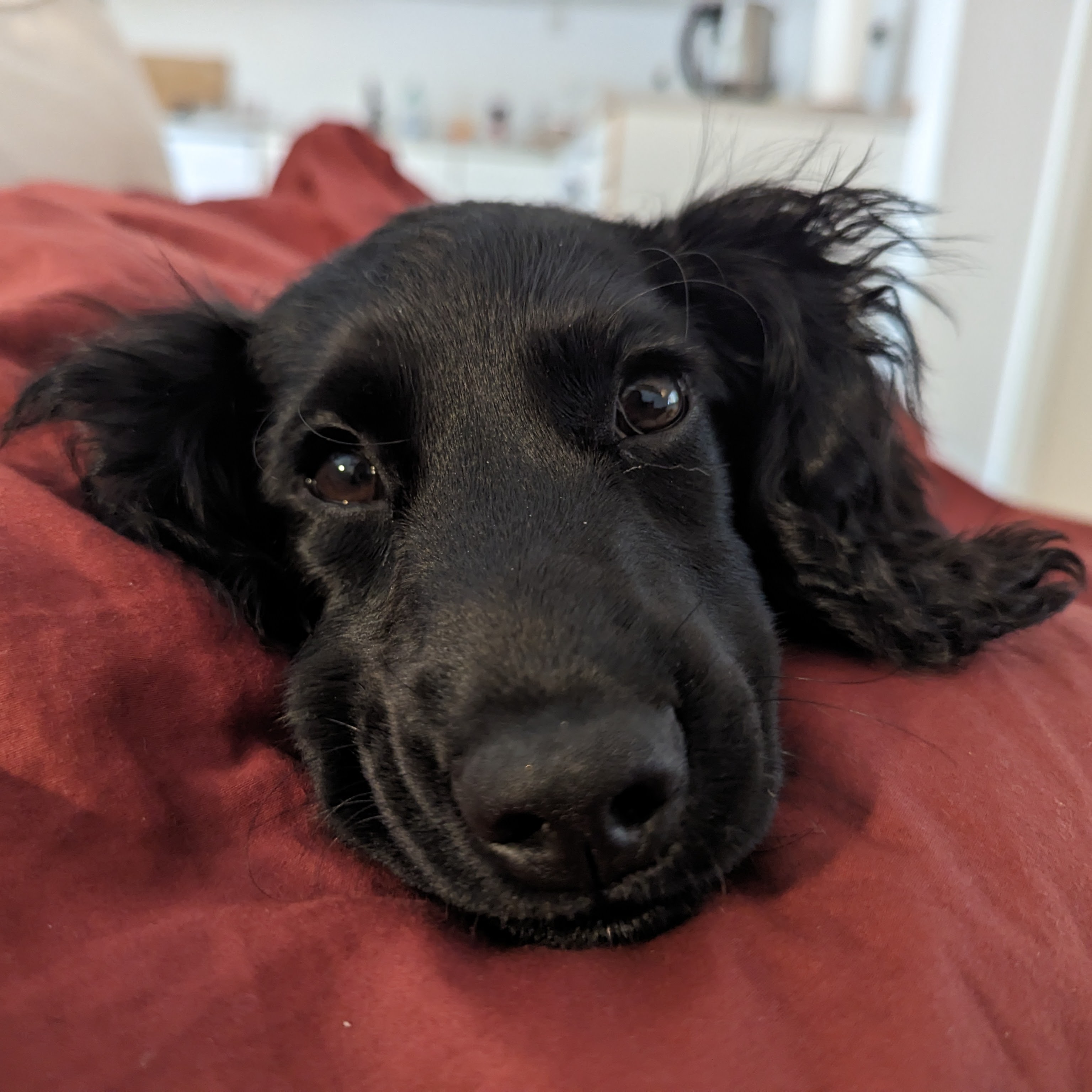 Dog 7