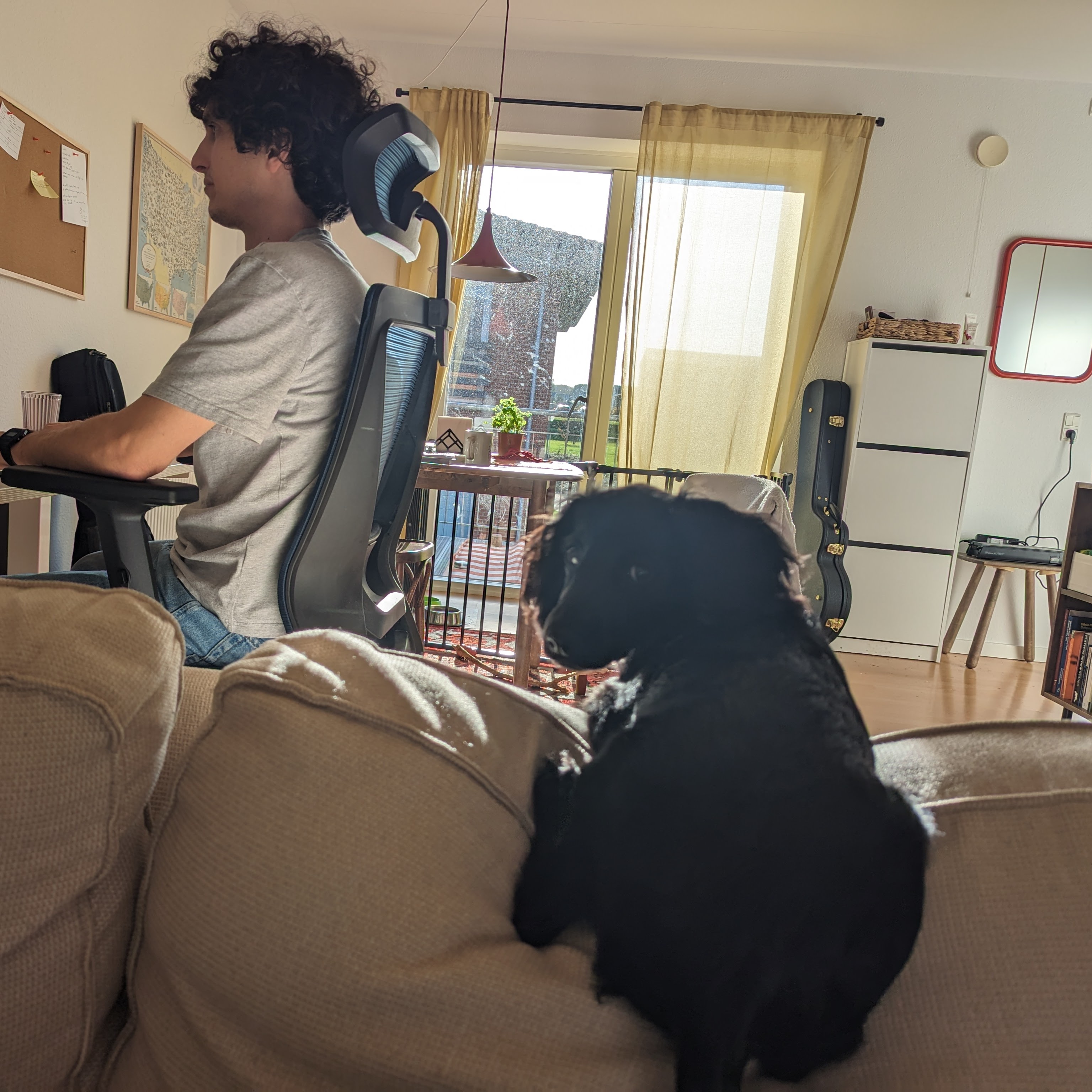 Dog 9