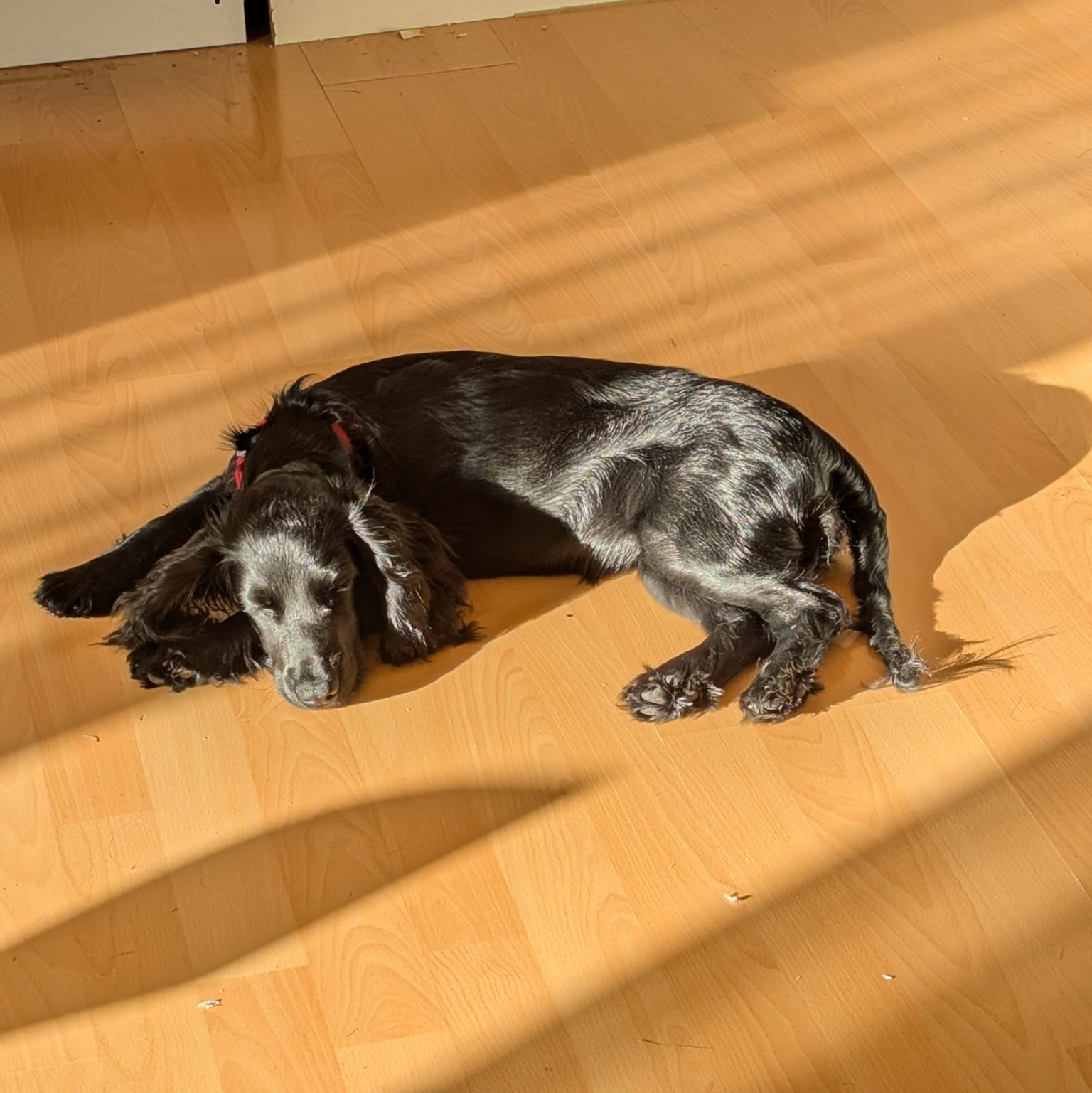 Dog 8