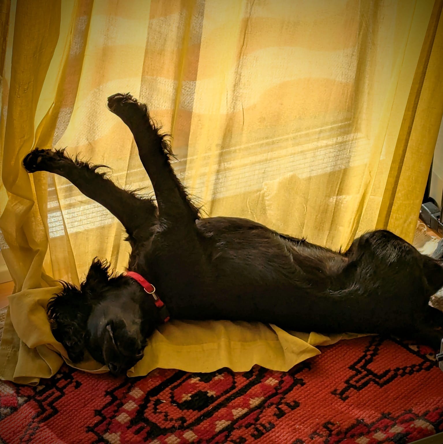 Dog 9