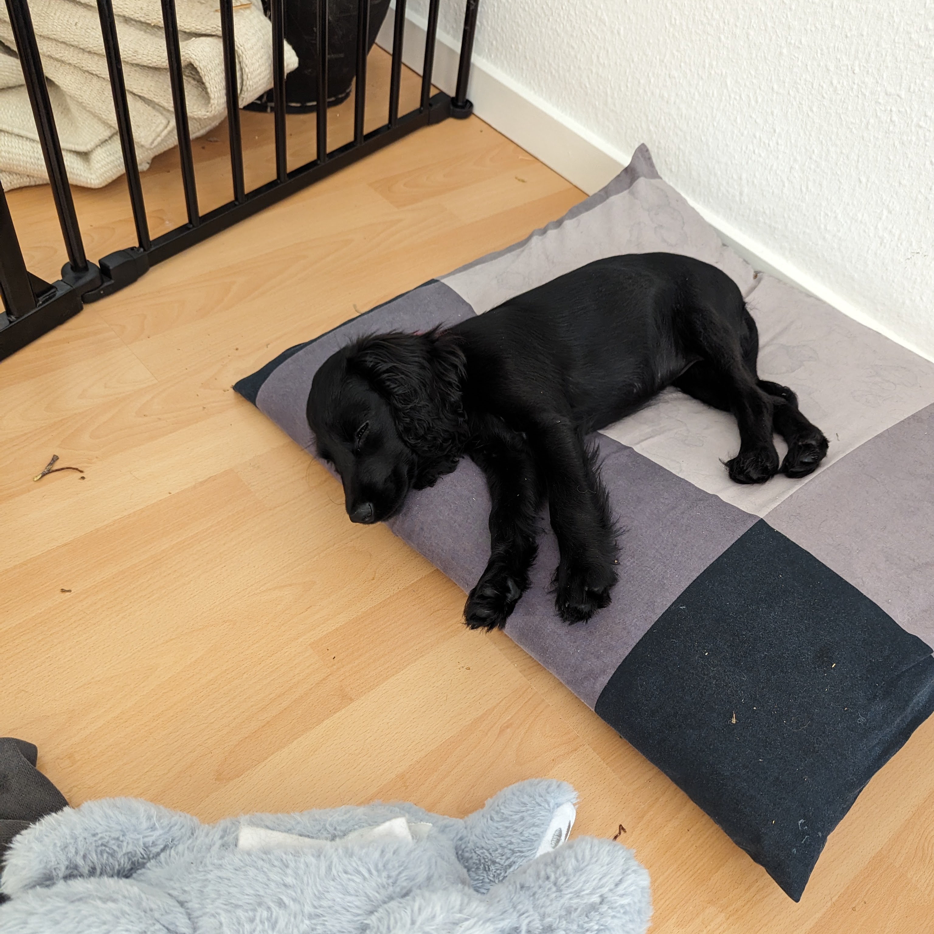 Dog 9