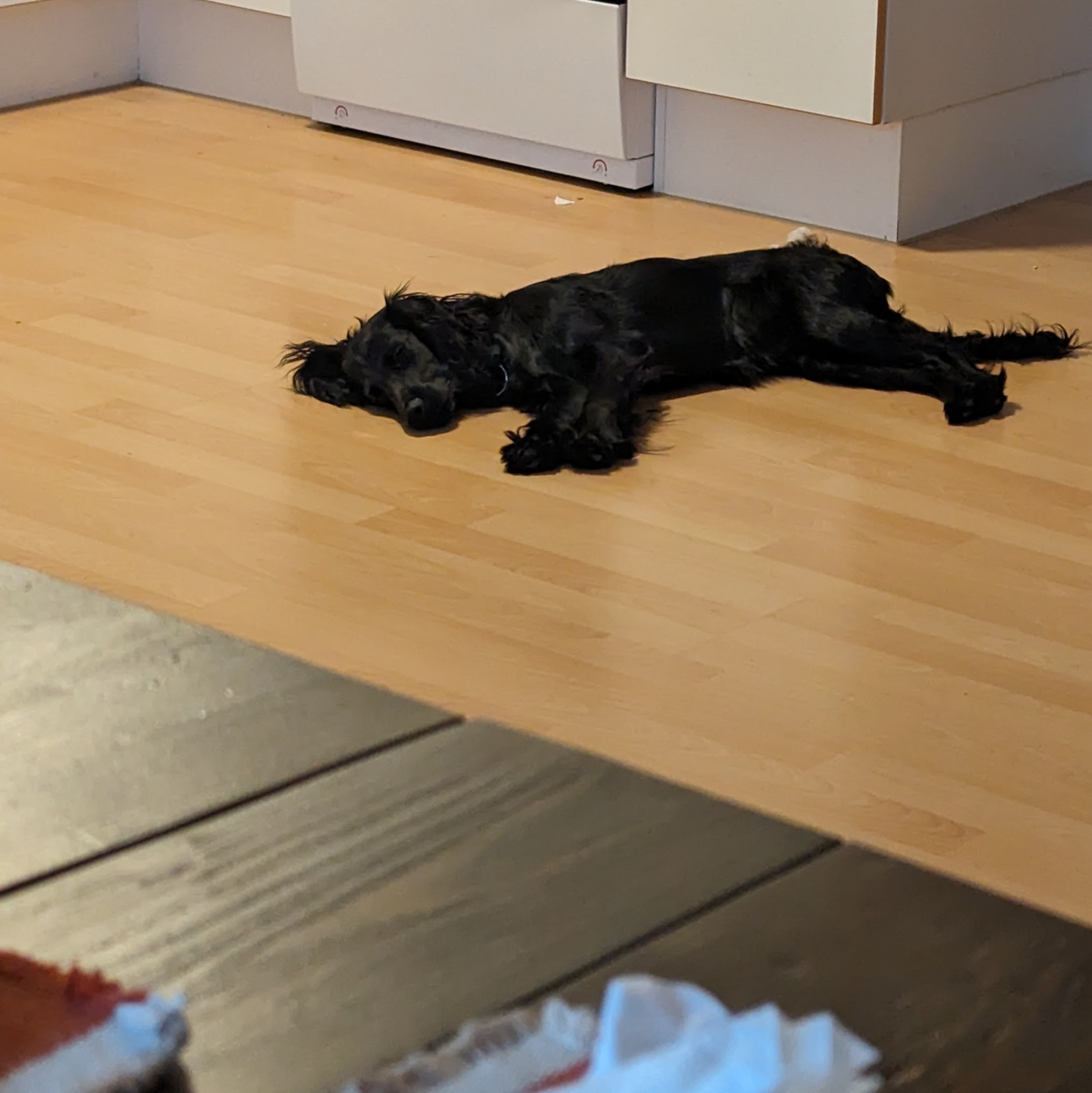 Dog 9