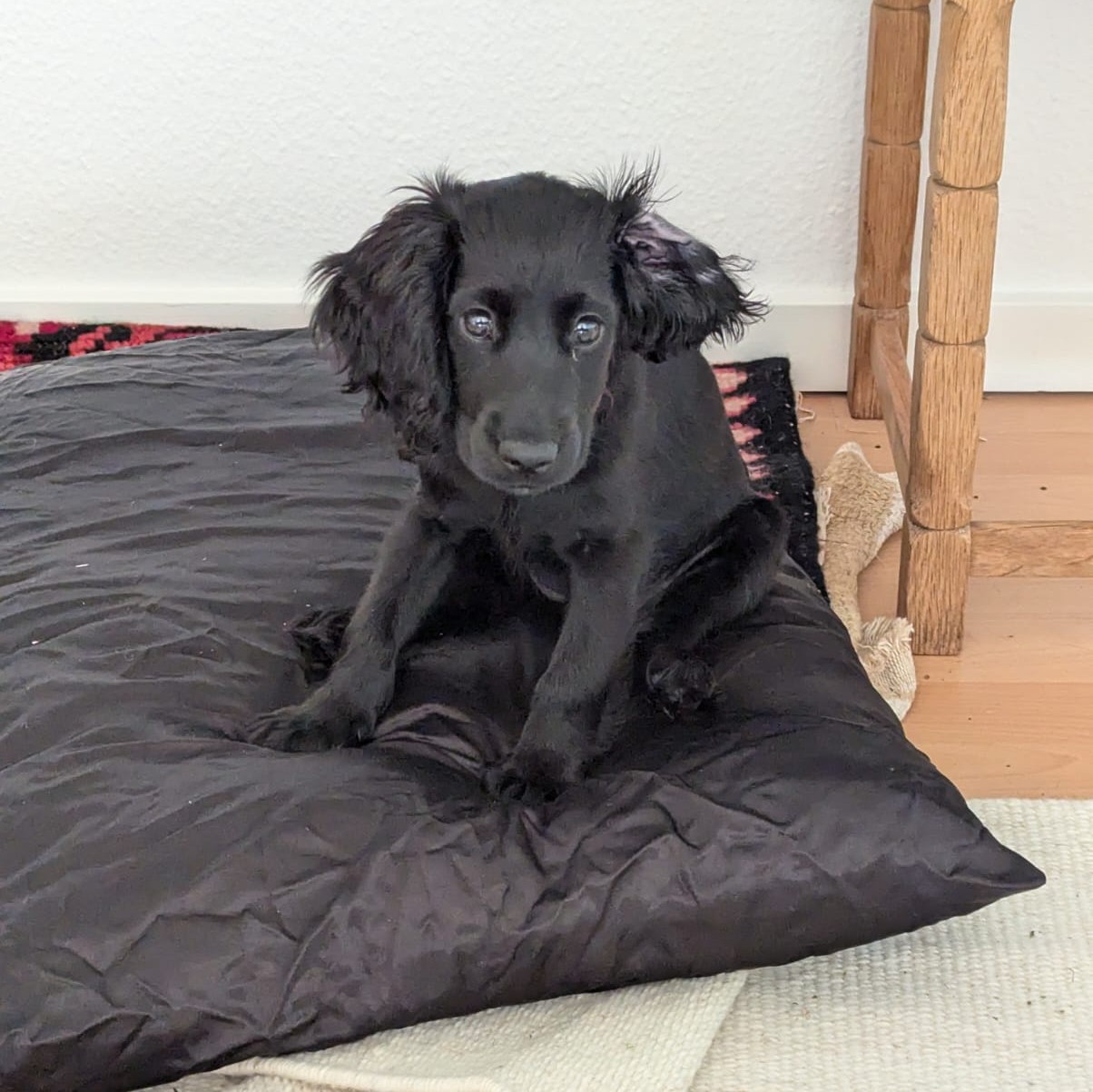 Dog 8