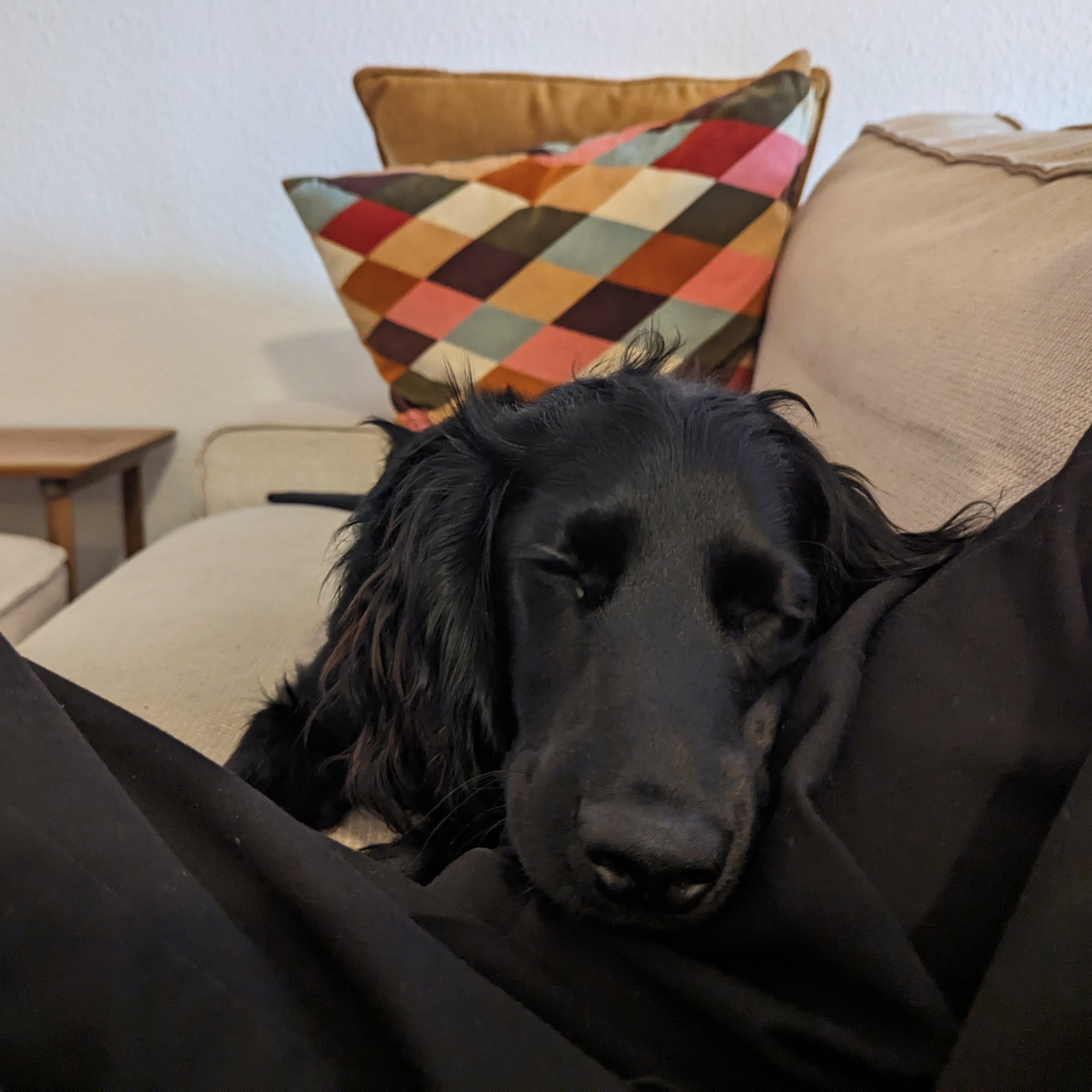 Dog 7