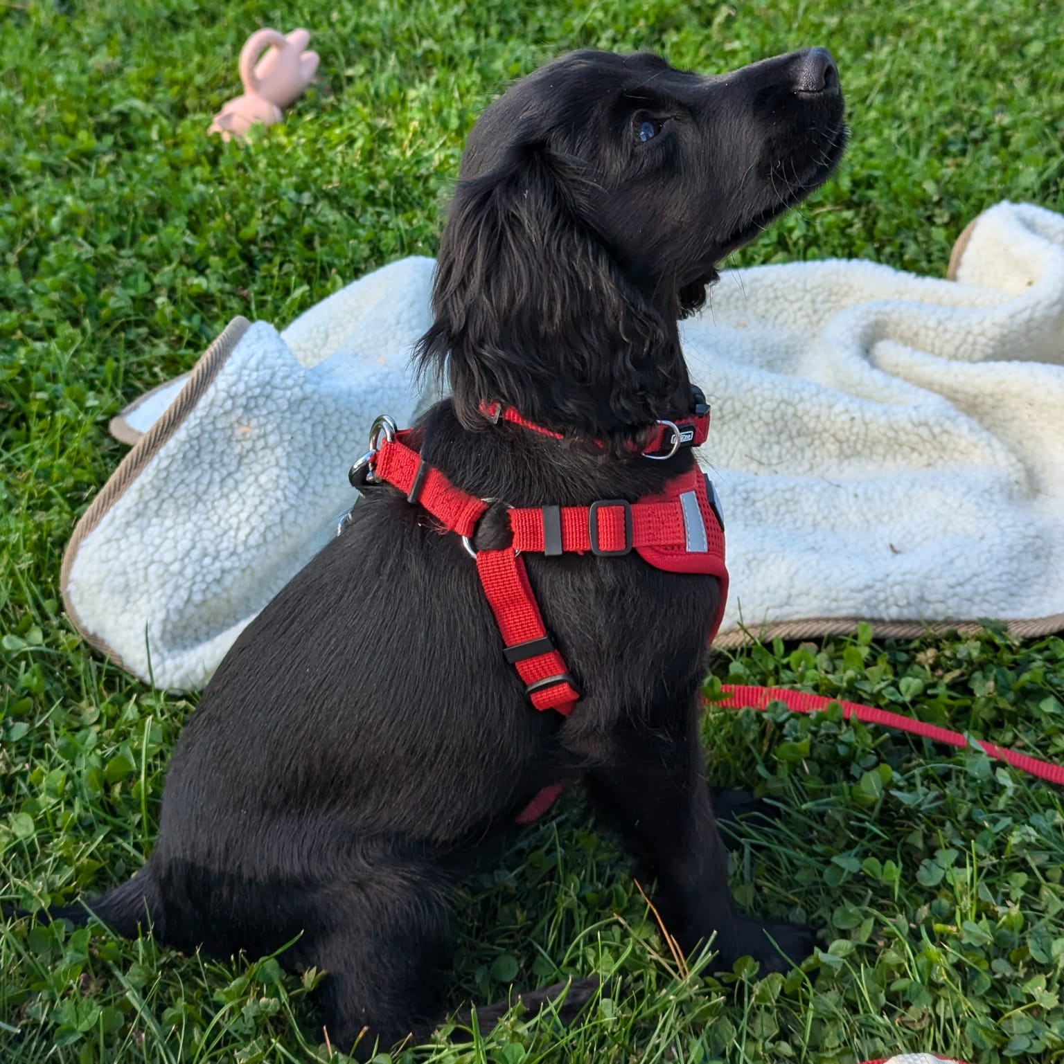 Dog 9
