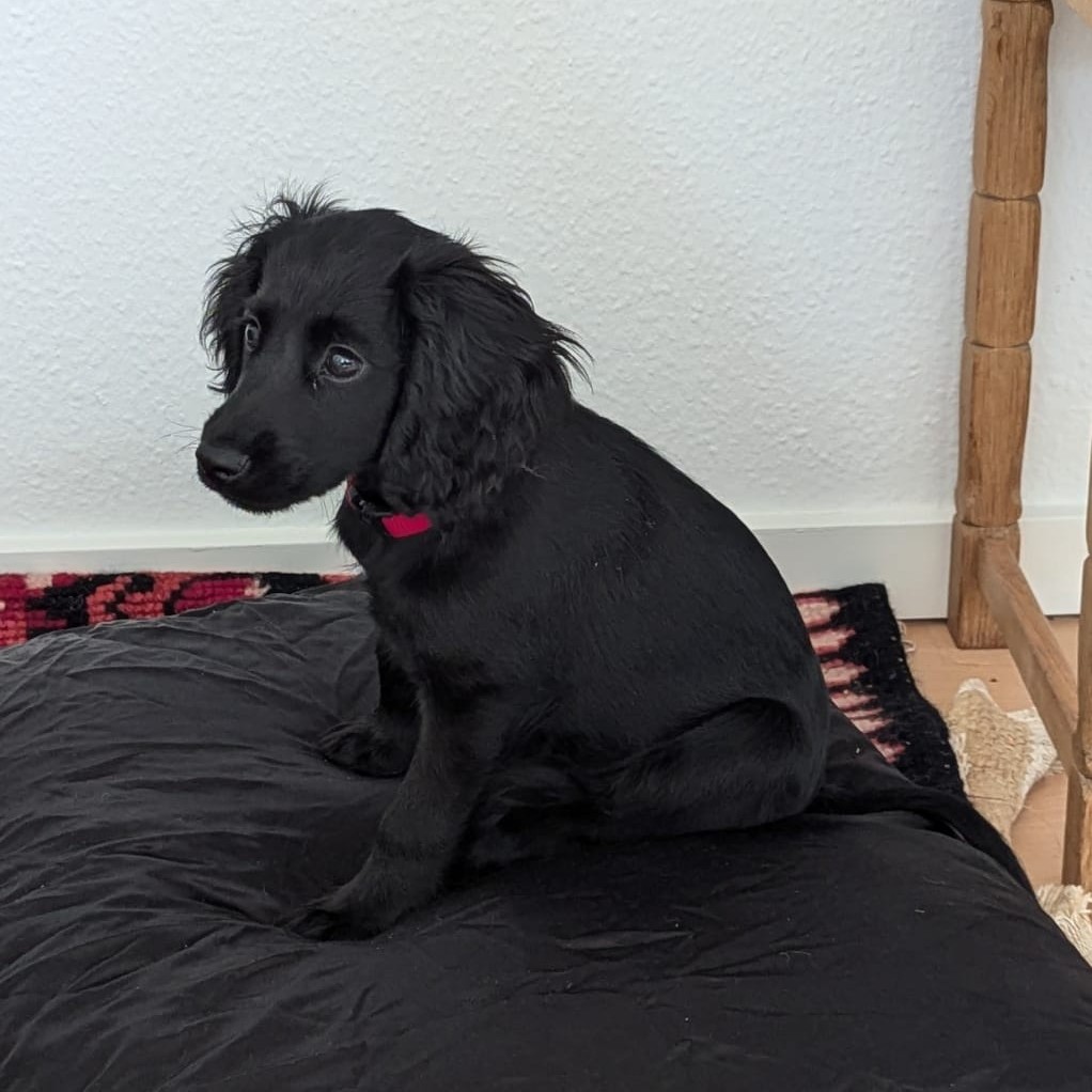 Dog 7