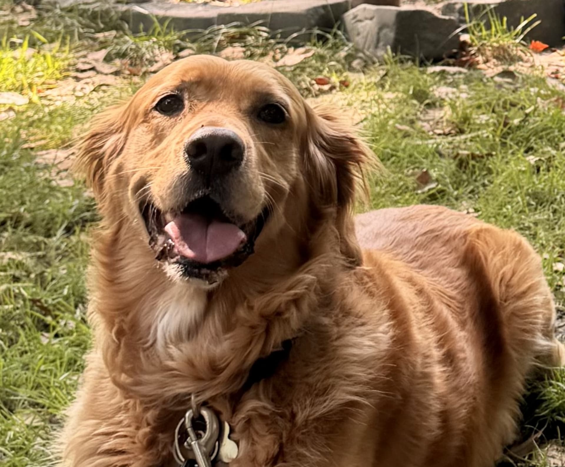 Puppy Shower Test For Beau