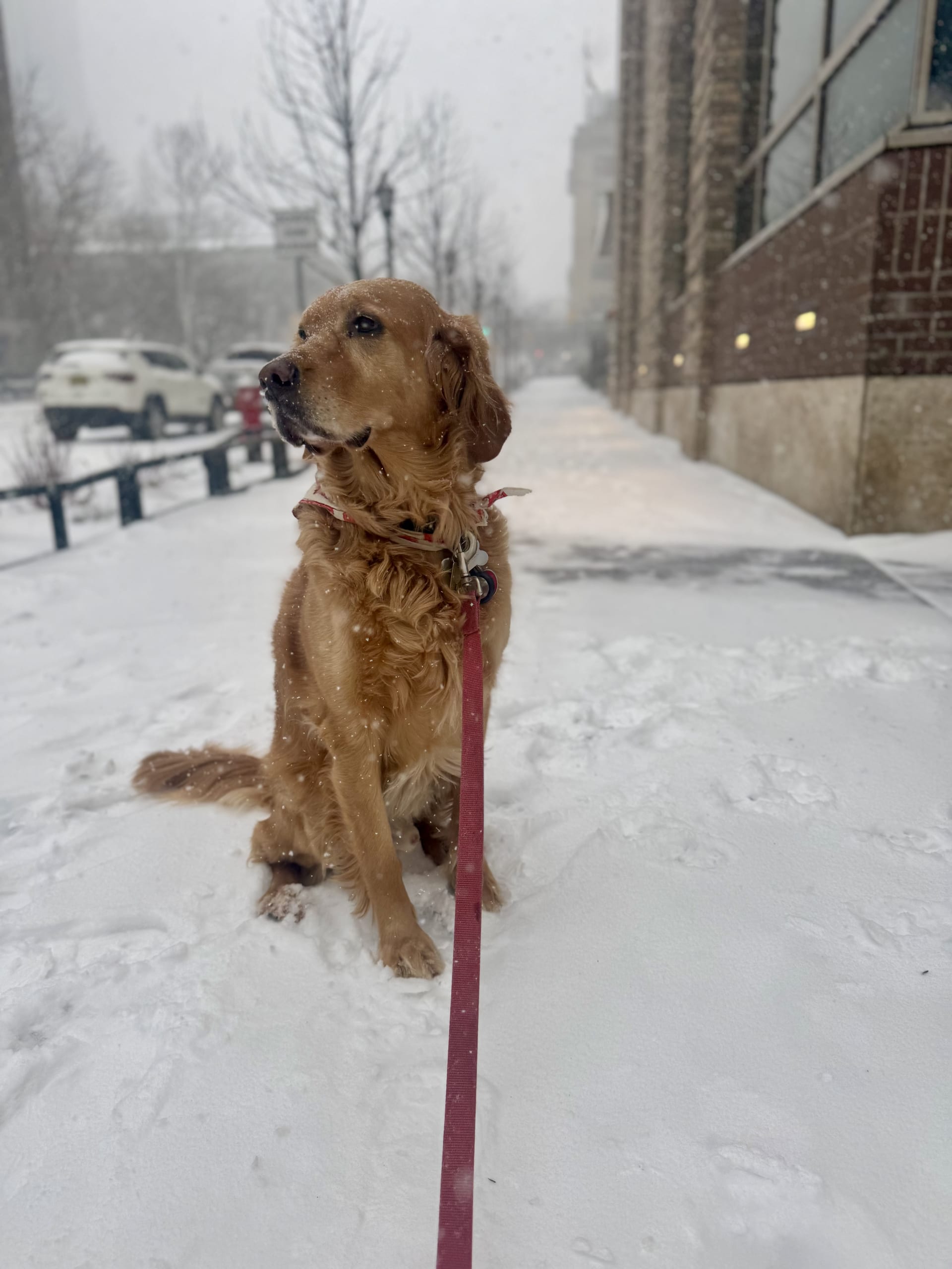 Beau’s puppy shower!!