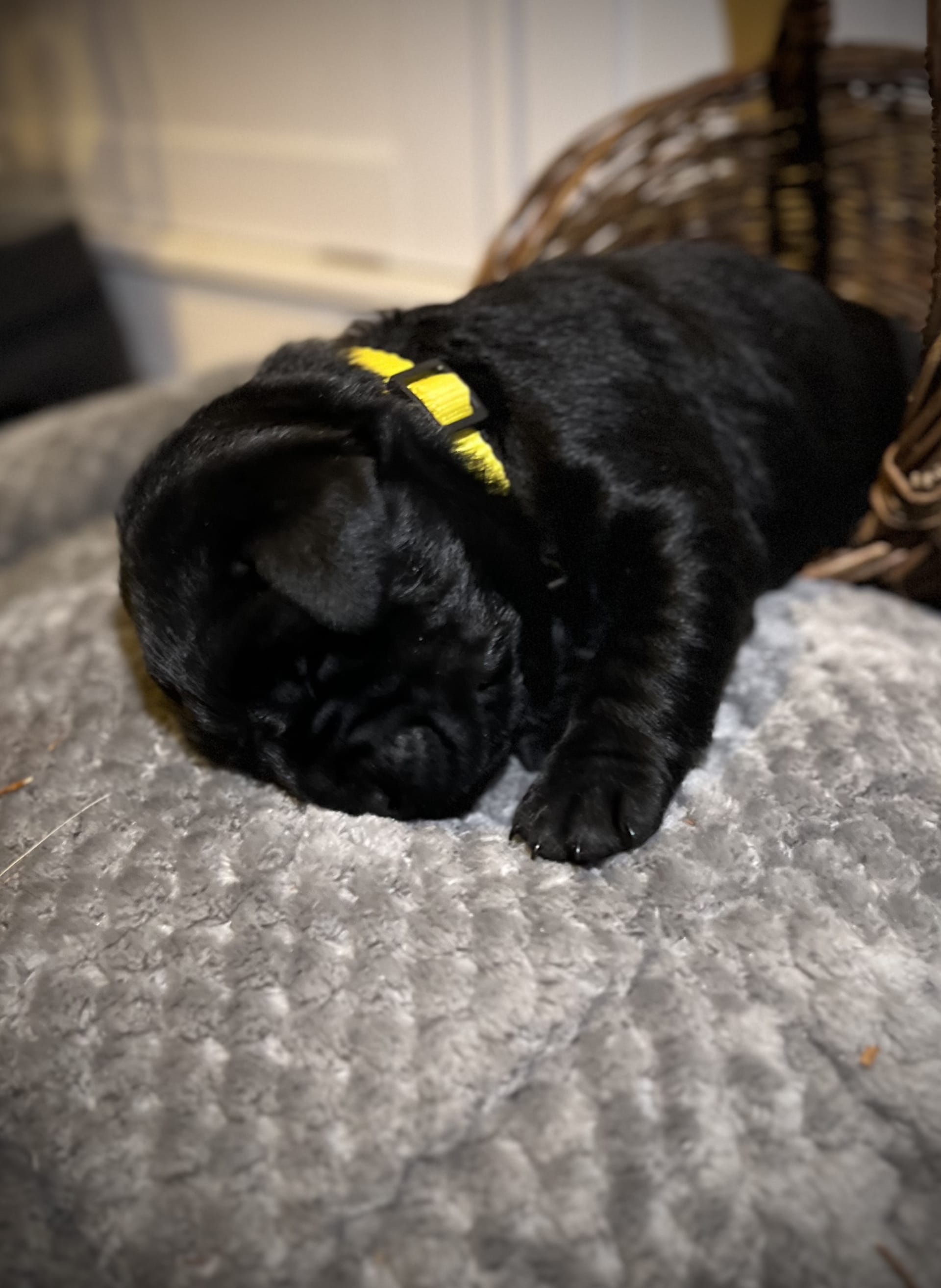 Mulberry (Yellow Collar)