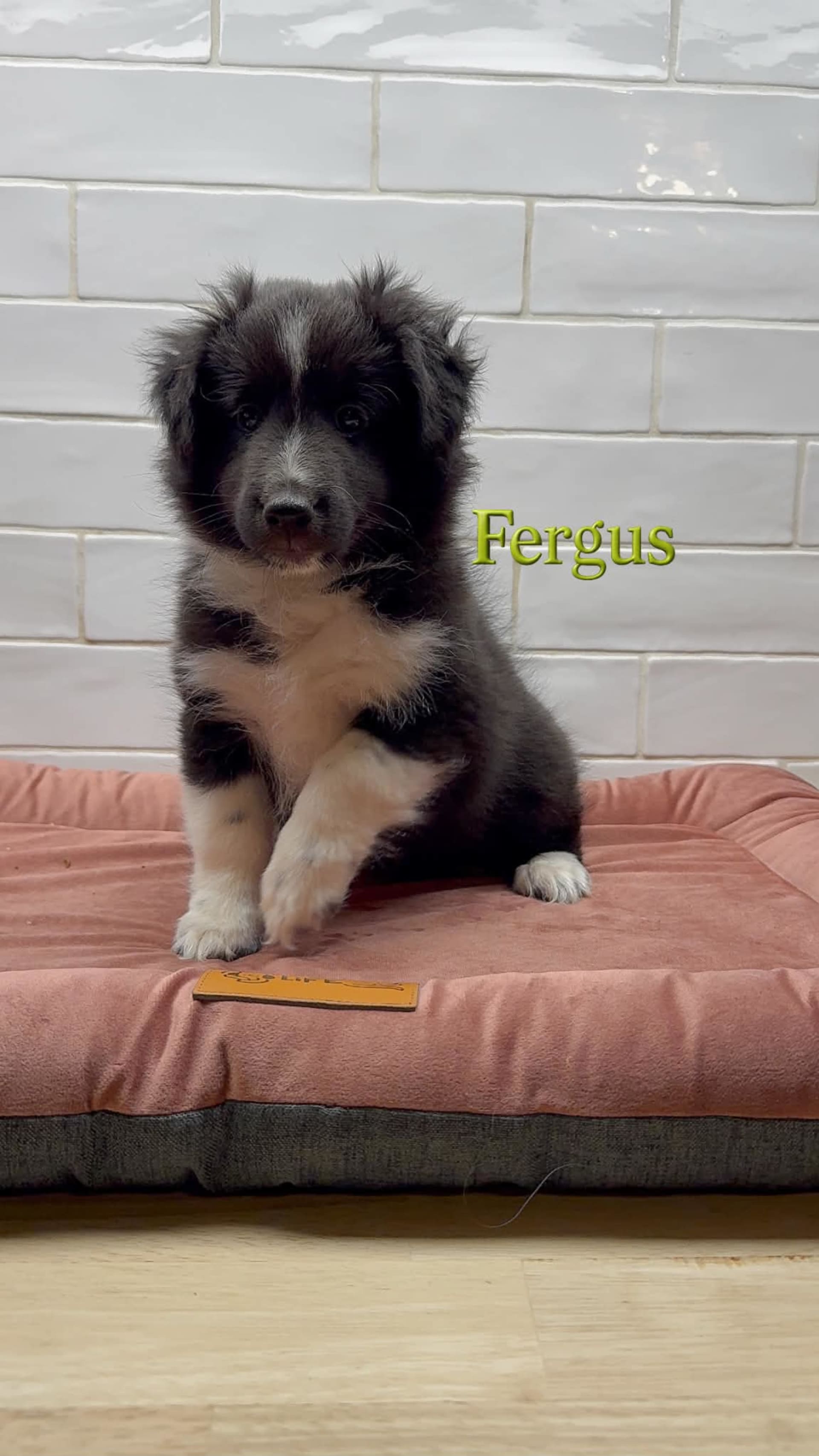 Fergus