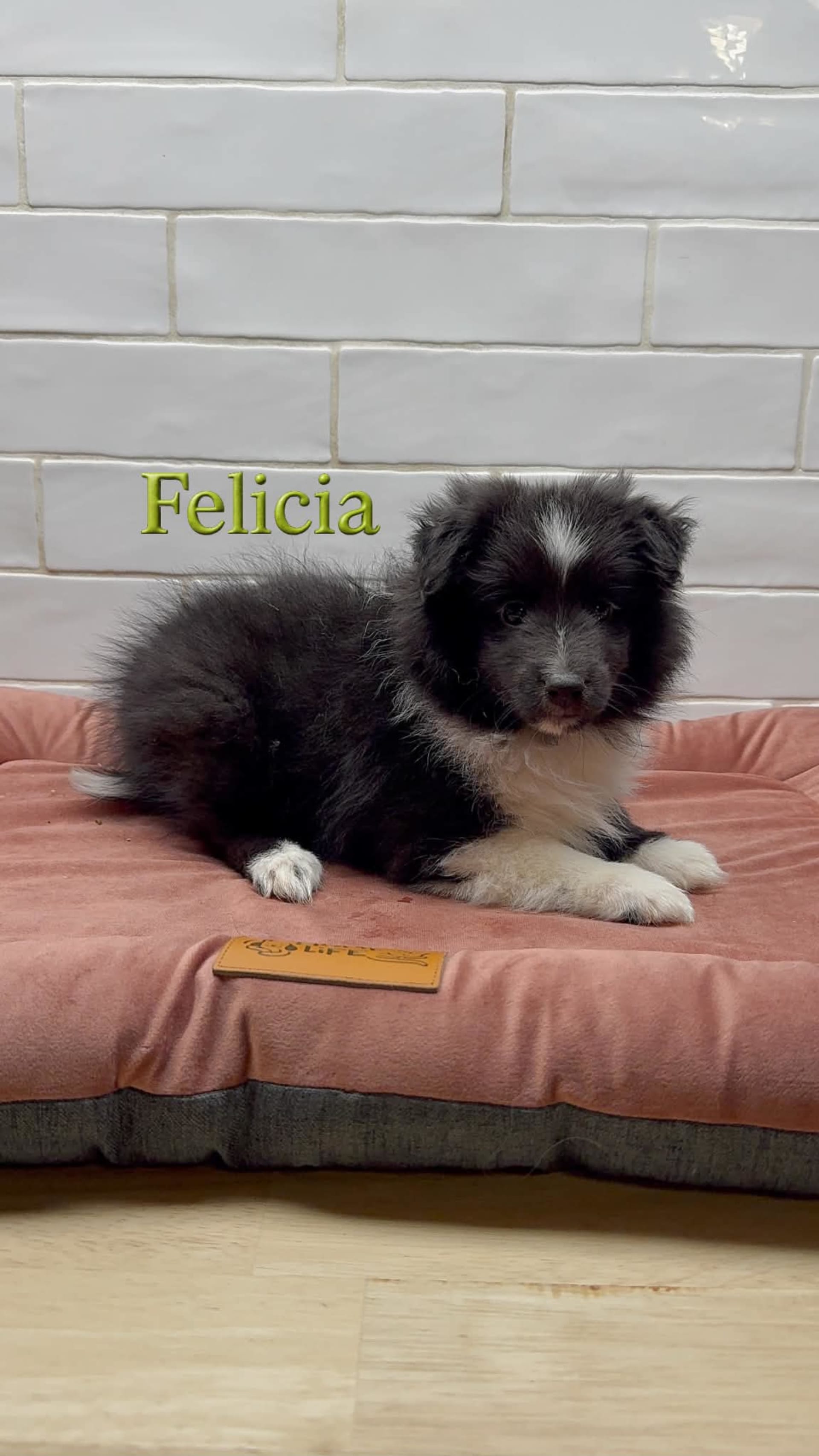 Felicia