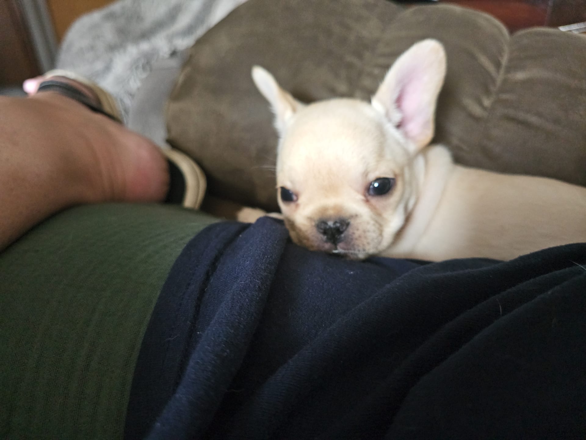 Franklin