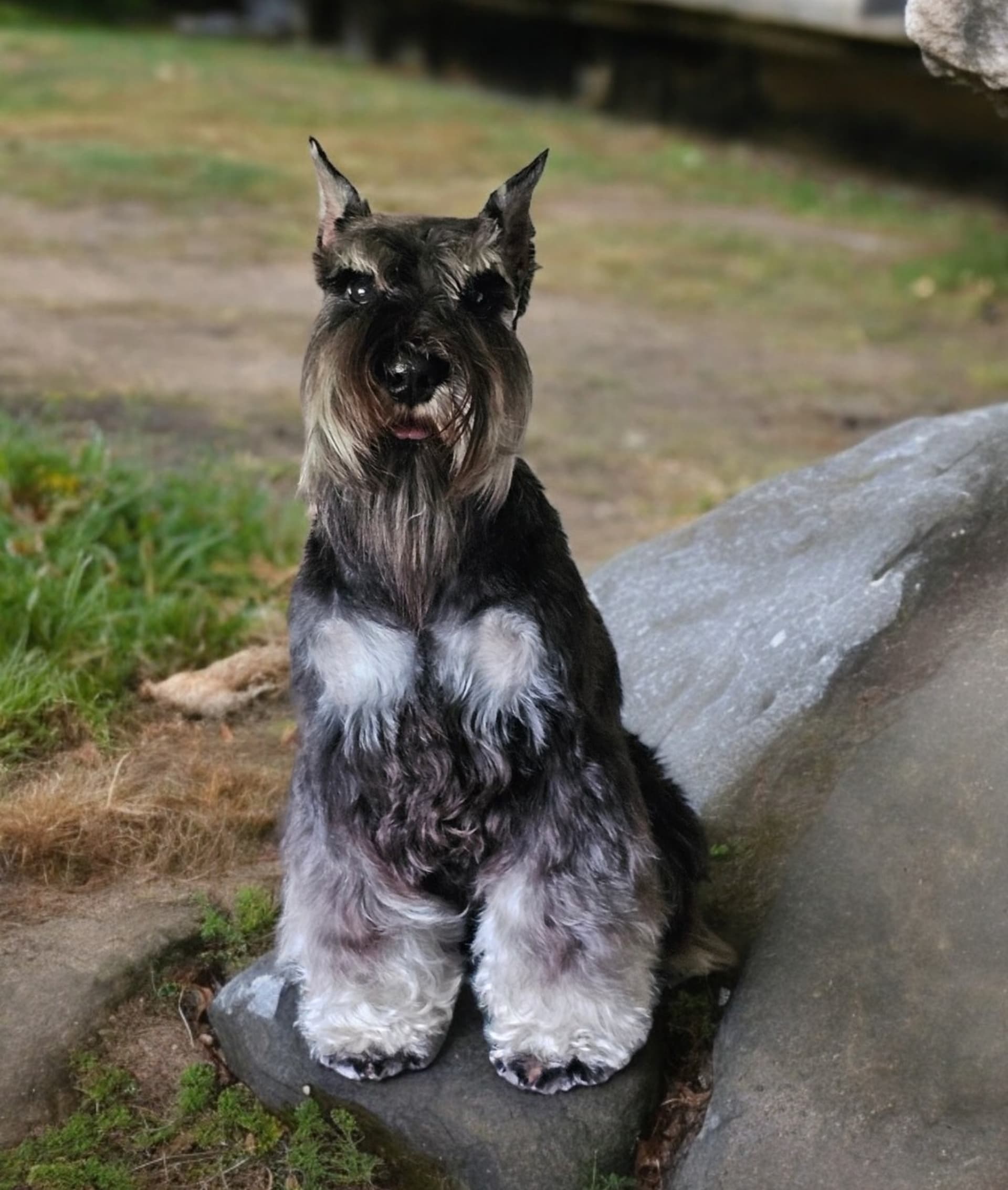 Percy
