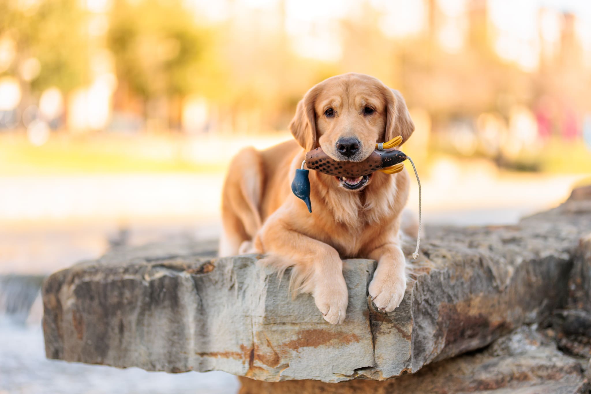 Scout's Legacy Golden Retrievers cover