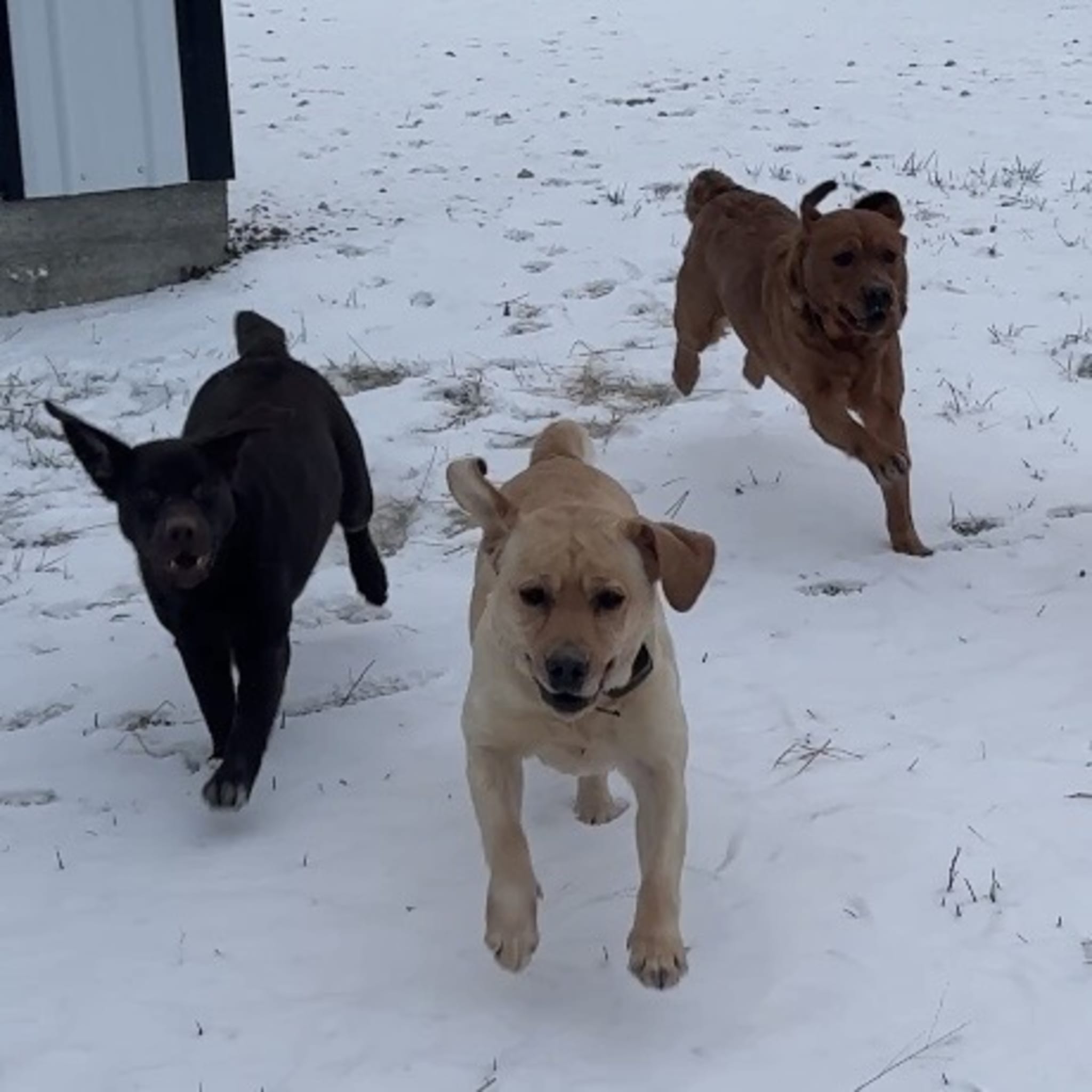 Summer Rose Labradors