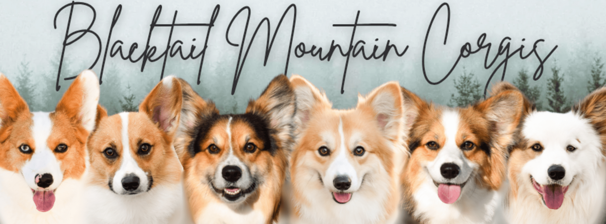Blacktail Mountain Corgis cover