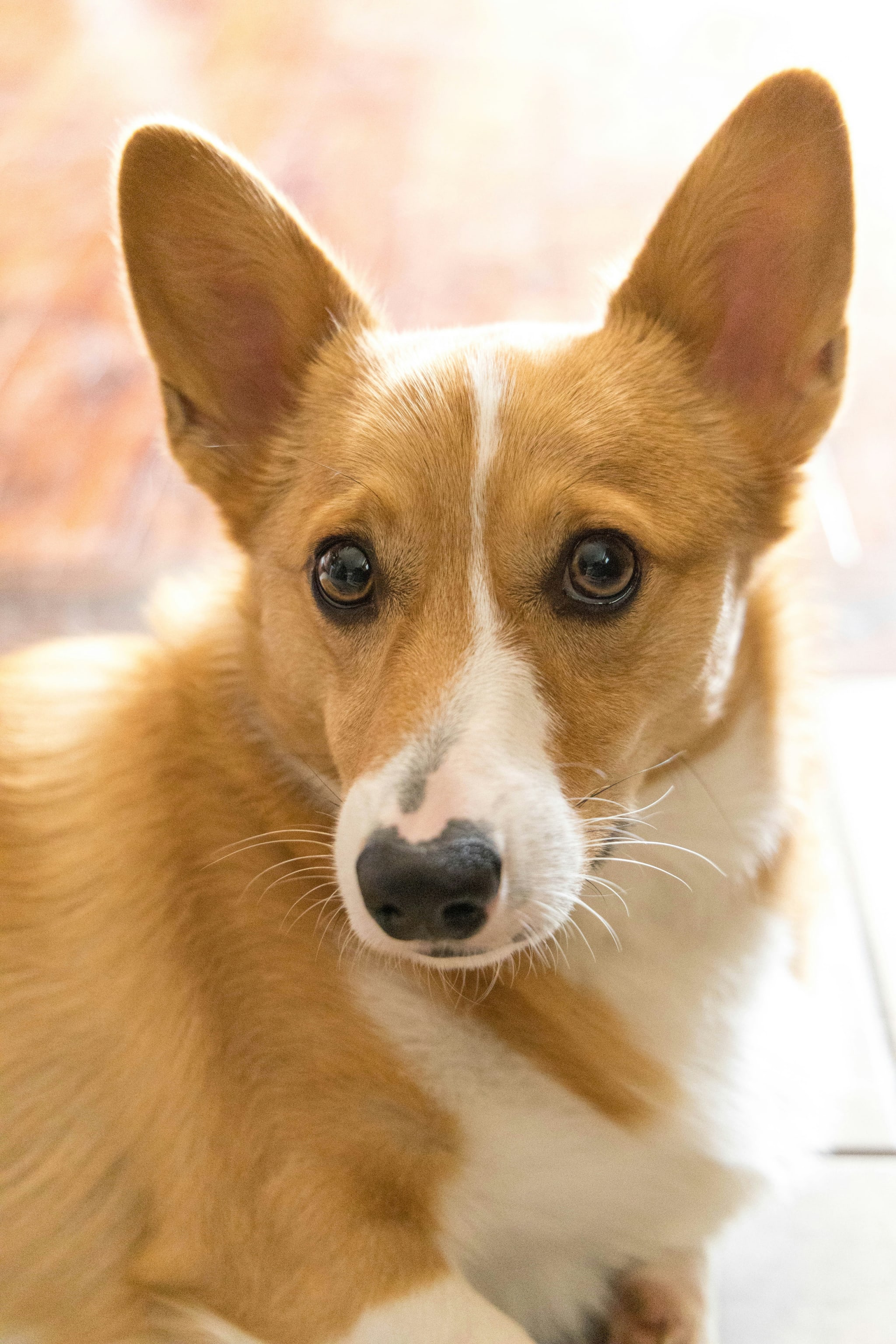 Pembroke Welsh Corgi